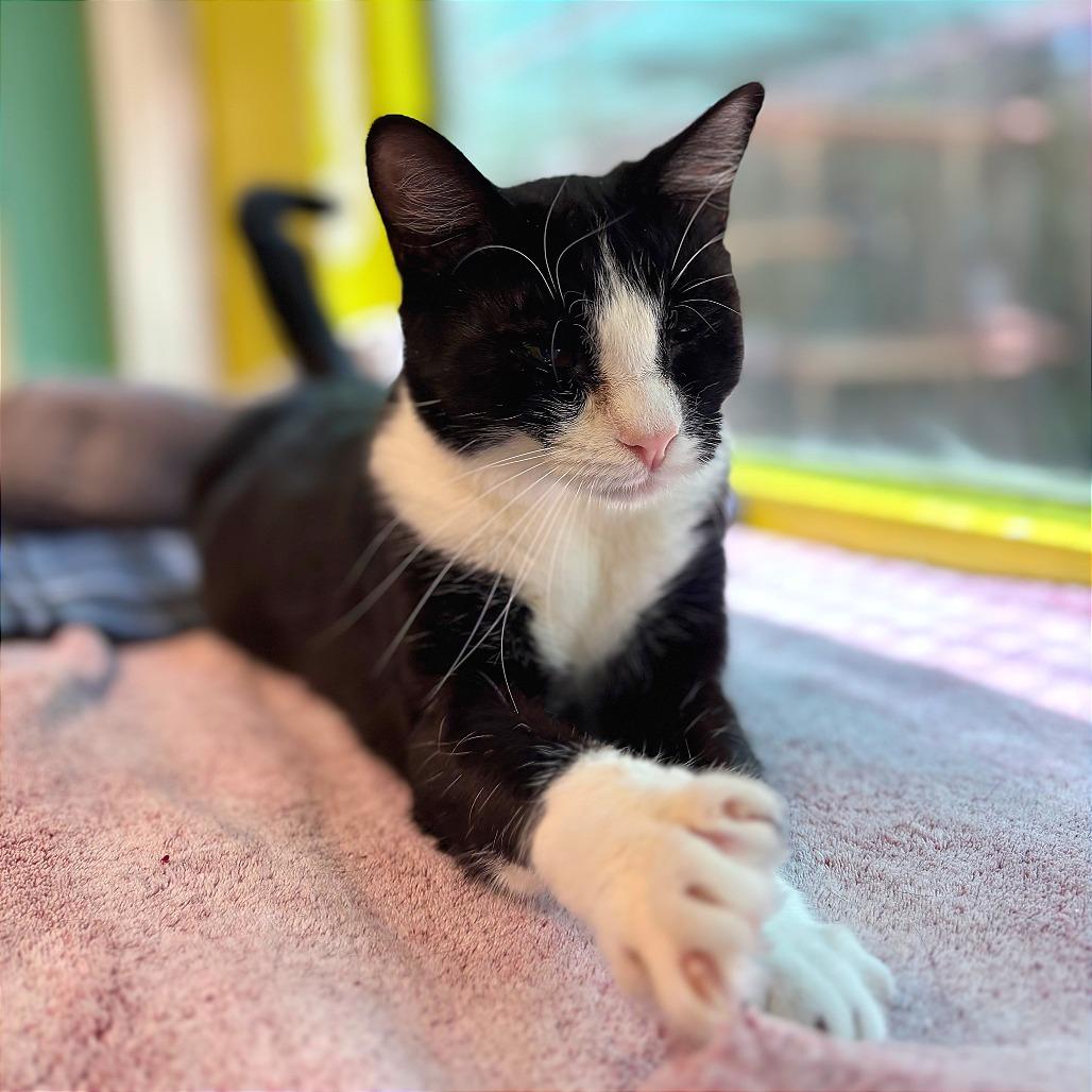 Enlarge Albin, a Adoptable Domestic Short Hair in Fresno, CA image 2/4