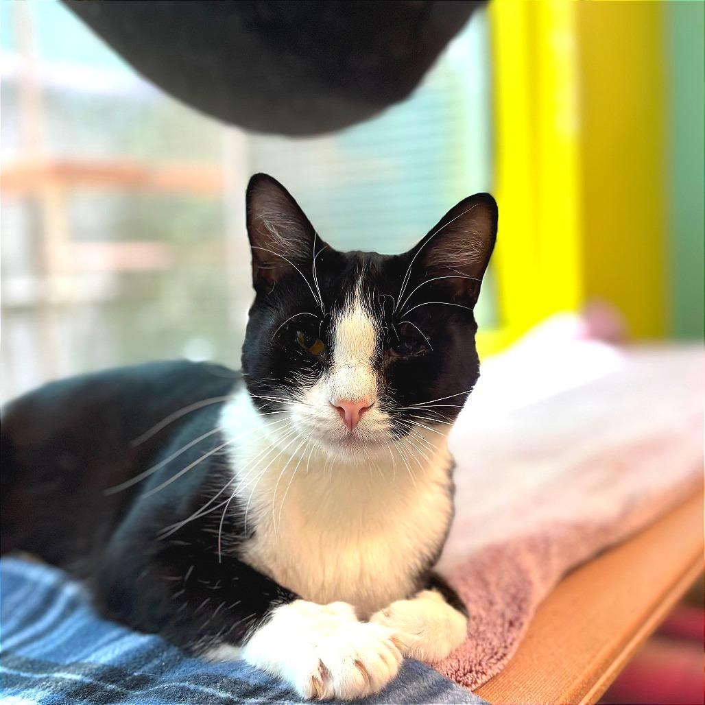 Enlarge Albin, a Adoptable Domestic Short Hair in Fresno, CA image 4/4