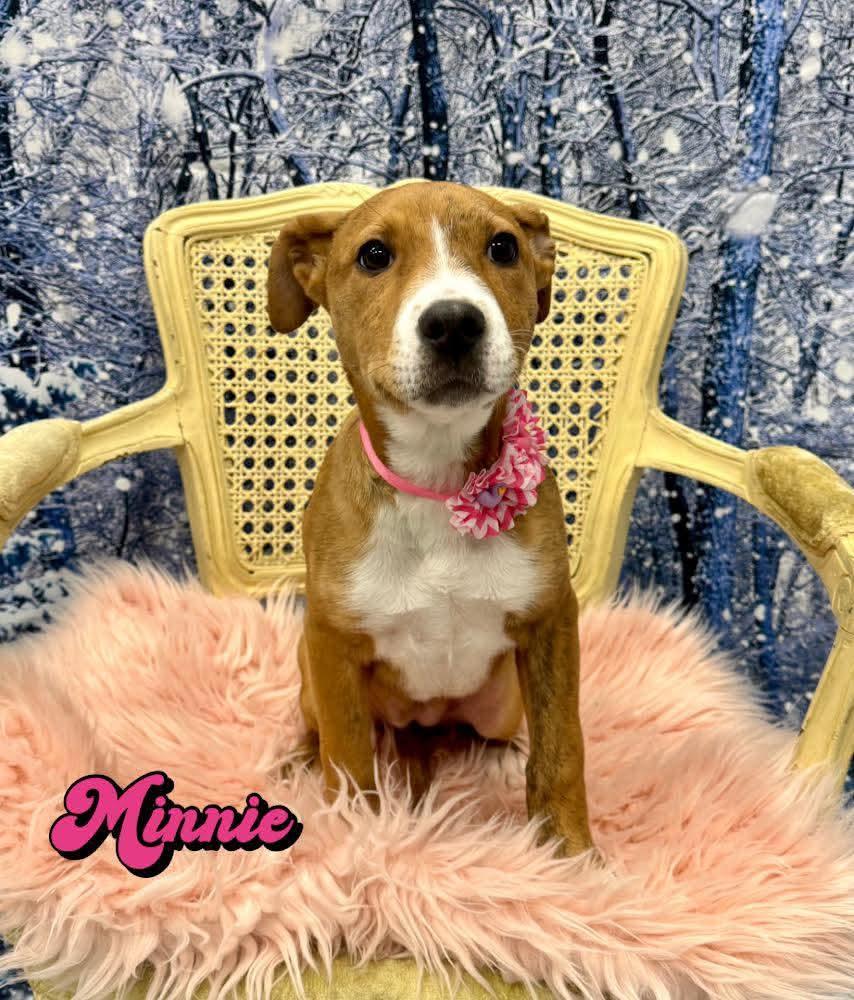Minnie, ADOPTABLE, Puppy Male Terrier.