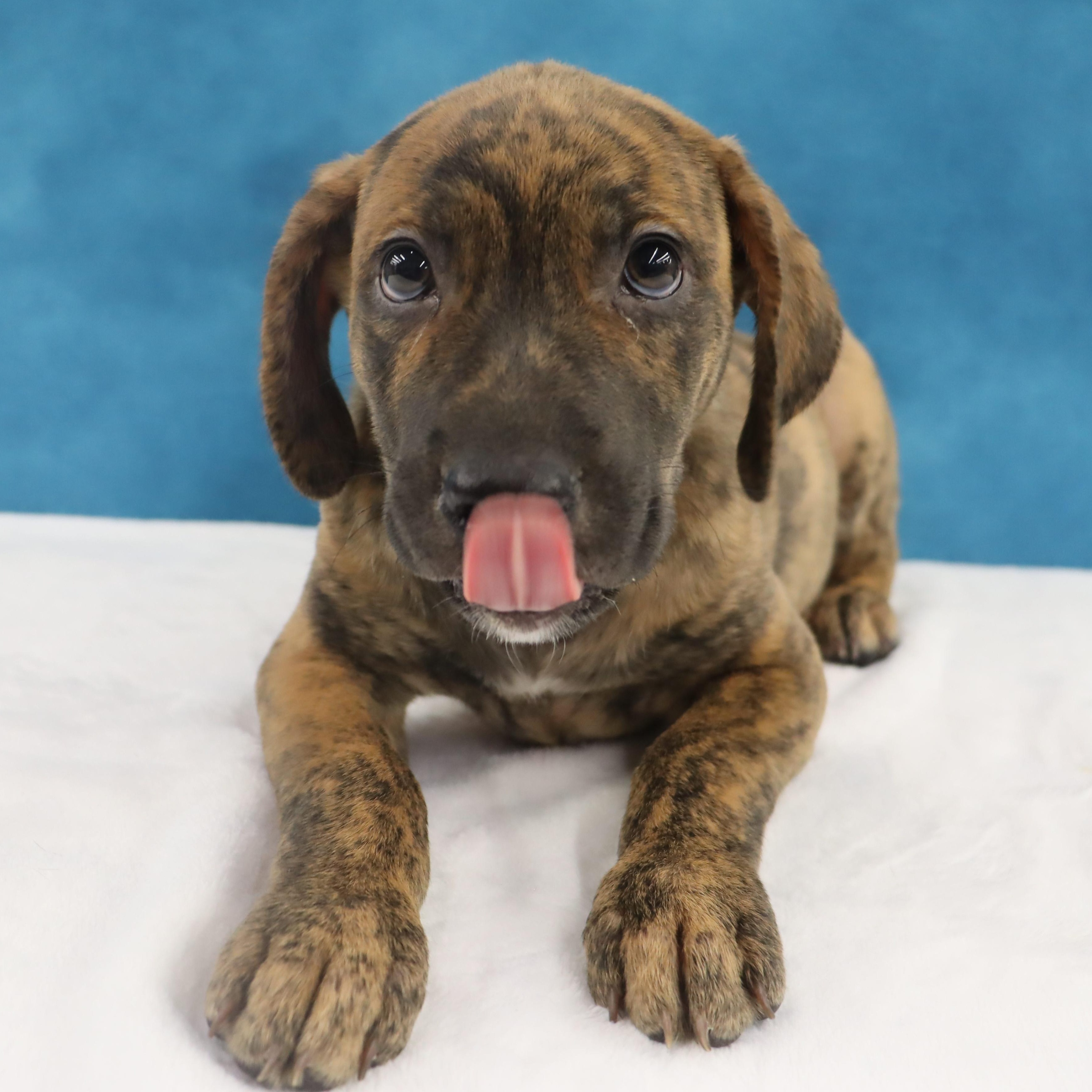 Enlarge Gypsy - Playful Puppy who loves toys, a Adoptable mixed breed in League City, TX image 4/6
