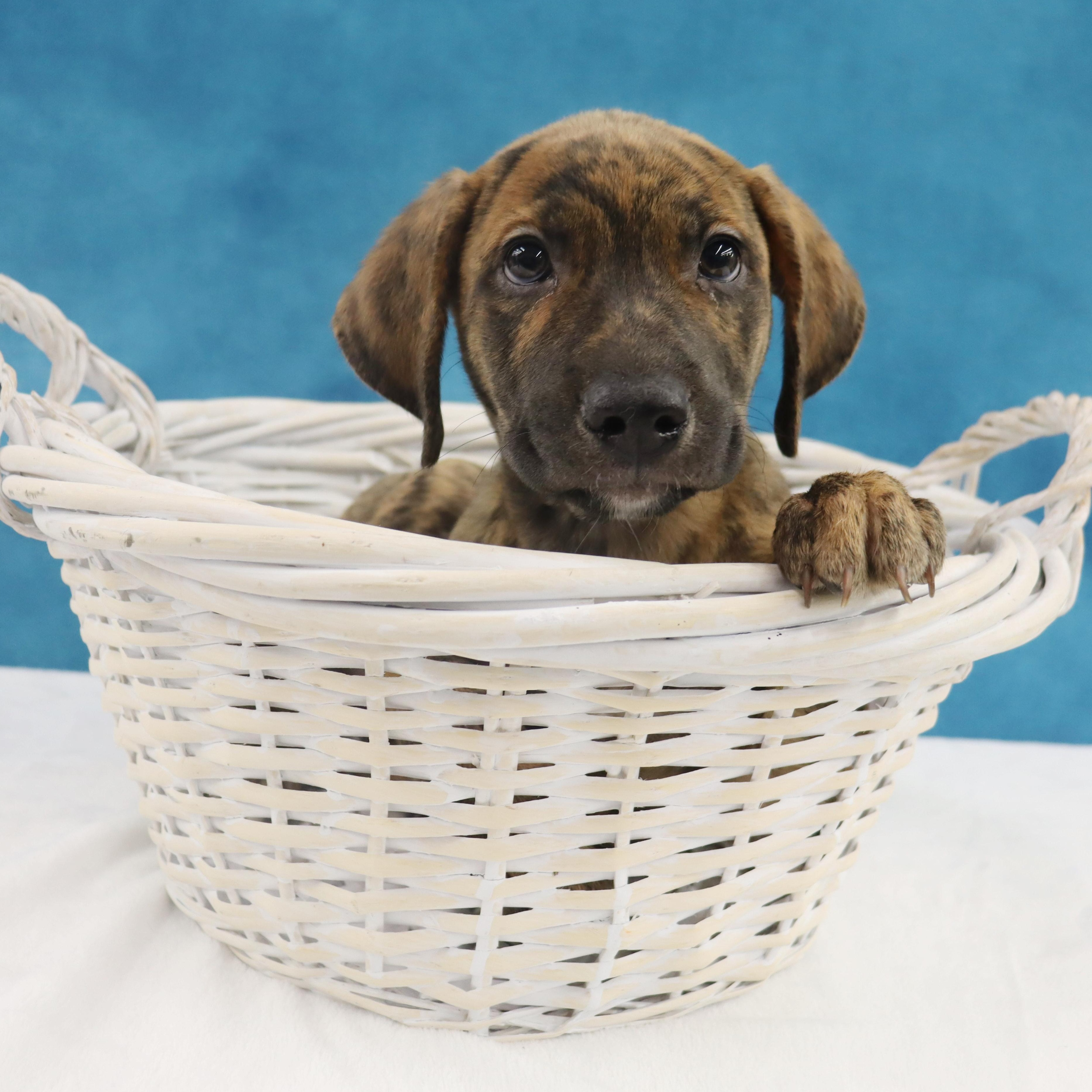 Enlarge Gypsy - Playful Puppy who loves toys, a Adoptable mixed breed in League City, TX image 2/6