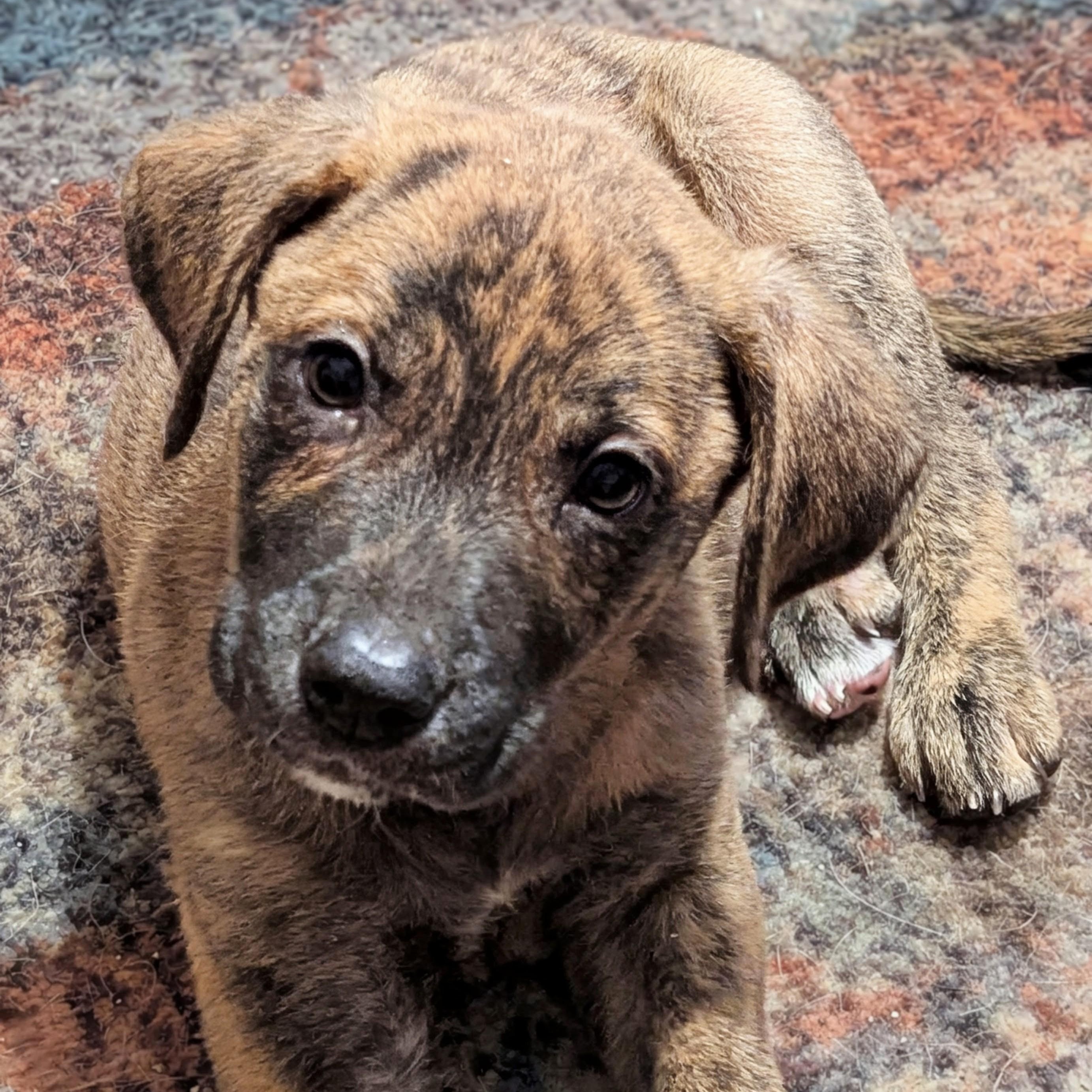 Enlarge Gypsy - Playful Puppy who loves toys, a Adoptable mixed breed in League City, TX image 3/6