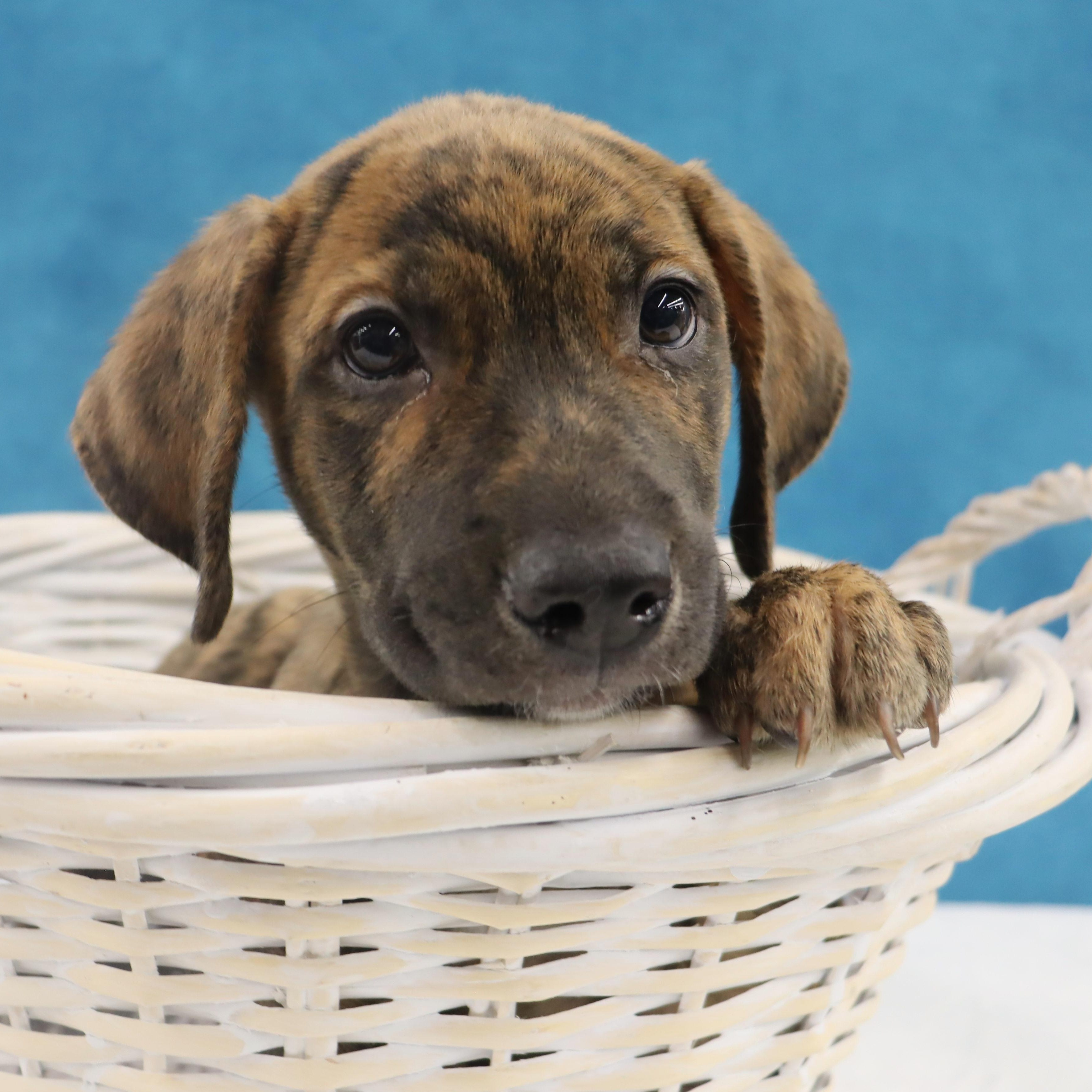 Enlarge Gypsy - Playful Puppy who loves toys, a Adoptable mixed breed in League City, TX image 5/6