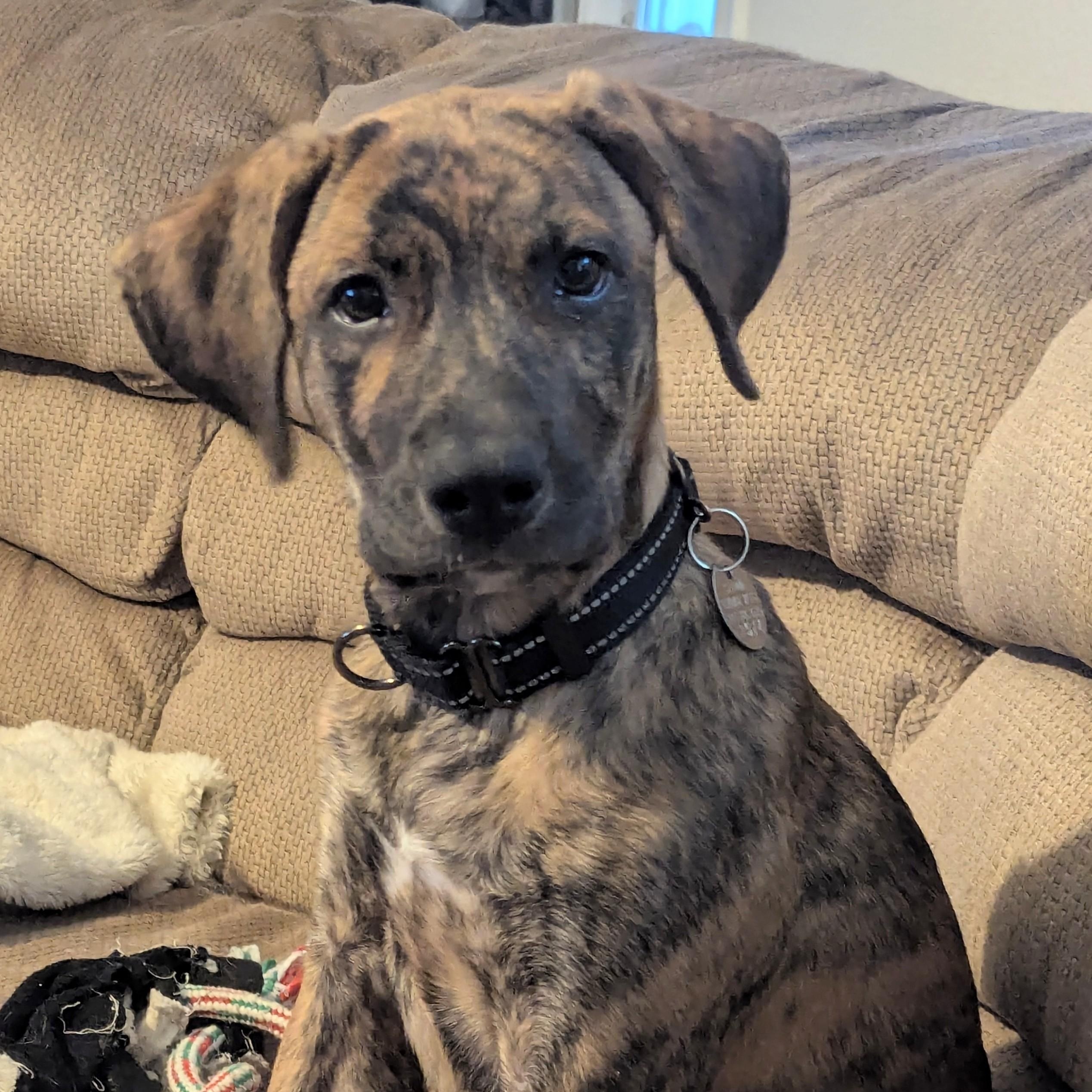Gypsy - Playful Puppy who loves toys, Adoptable, Puppy Female Australian Cattle Dog / Blue Heeler & Shepherd.