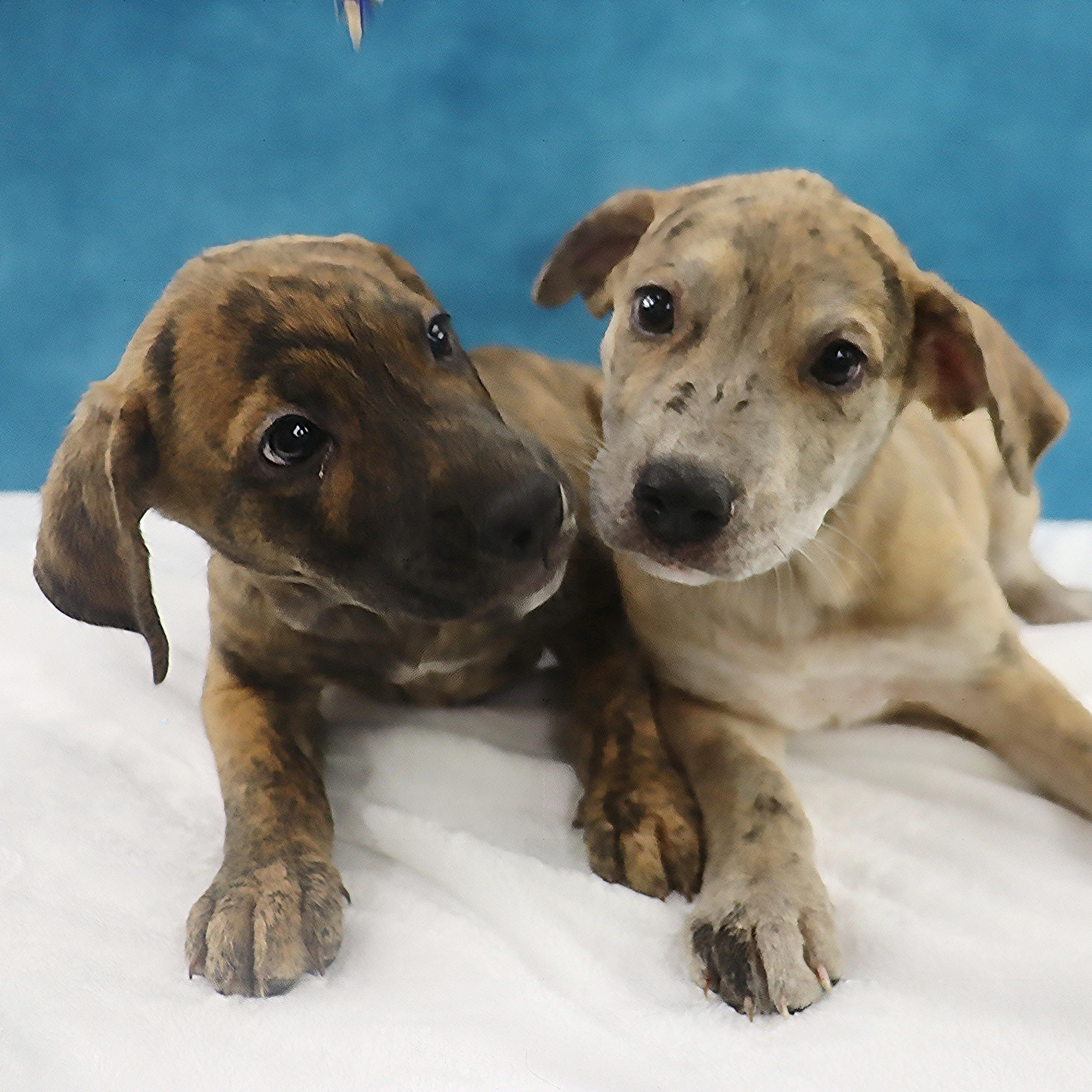 Enlarge Gypsy - Playful Puppy who loves toys, a Adoptable mixed breed in League City, TX image 6/6