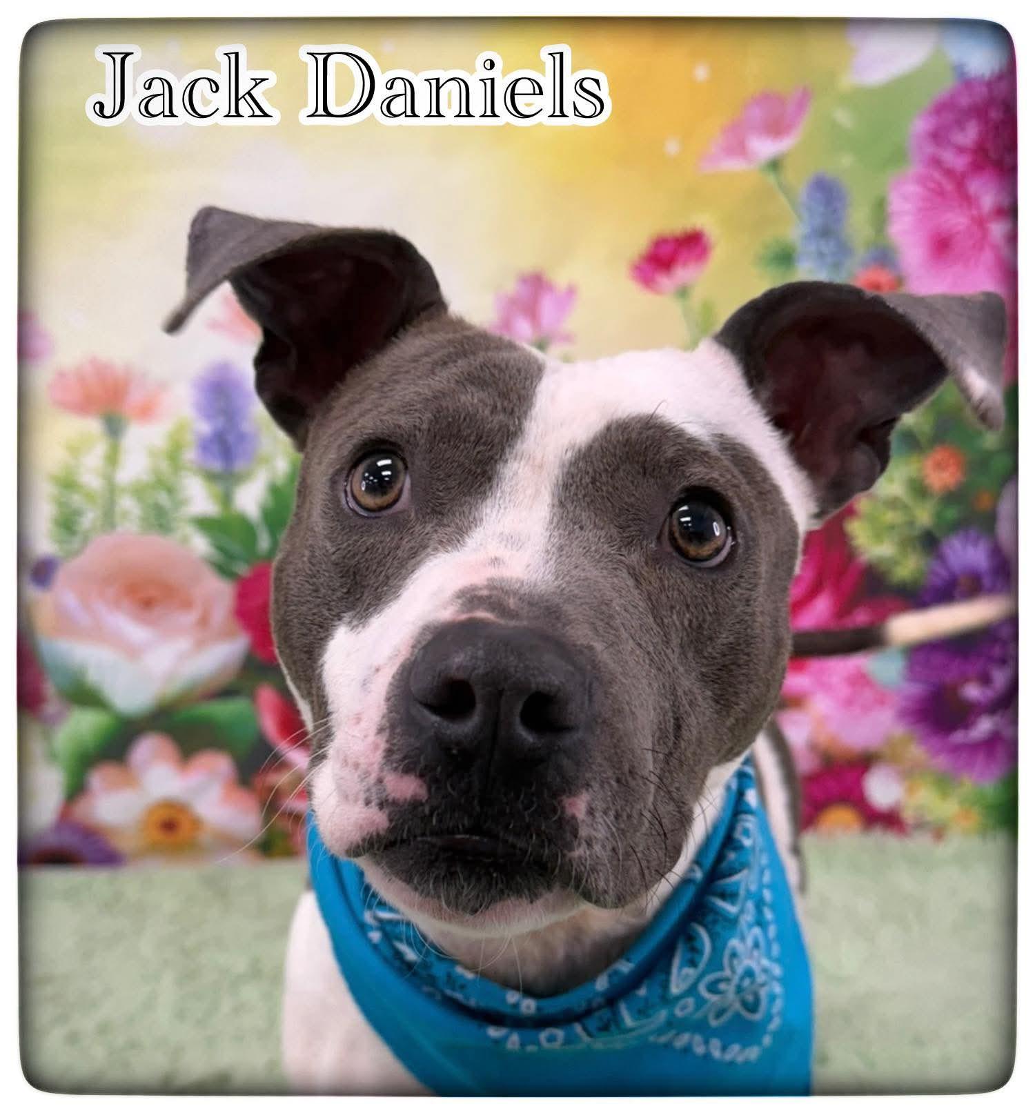 Jack Daniels, ADOPTABLE, Adult Male Mixed Breed.