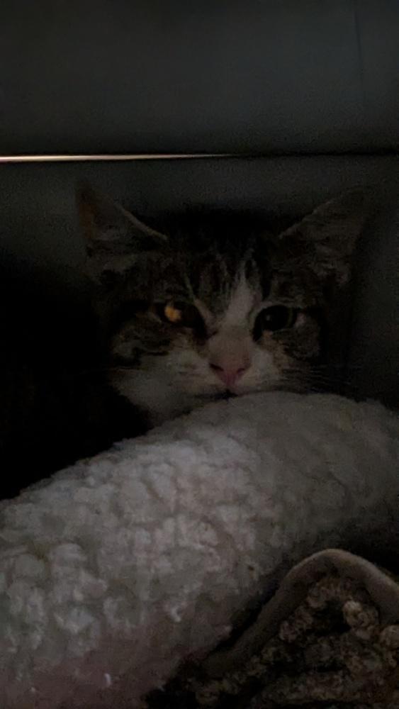 Scrap Paper, Adoptable, Young Female Domestic Short Hair.