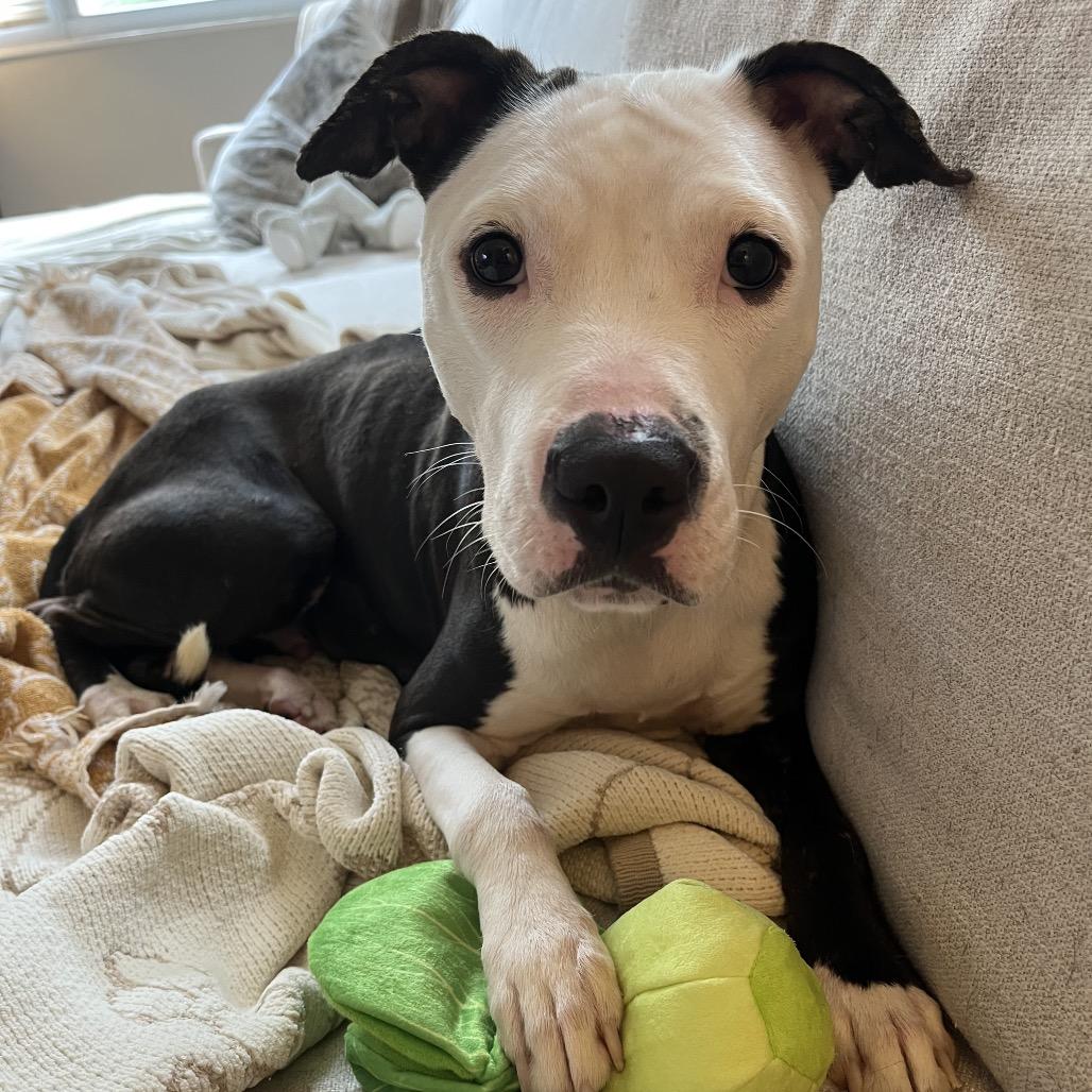 Violet, Adoptable, Young Female Pit Bull Terrier.