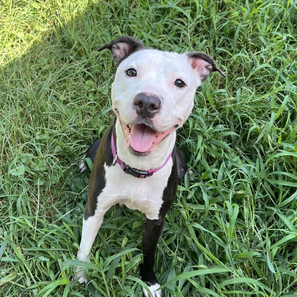 Violet, a Adoptable mixed breed in Alexandria, VA image 6/6
