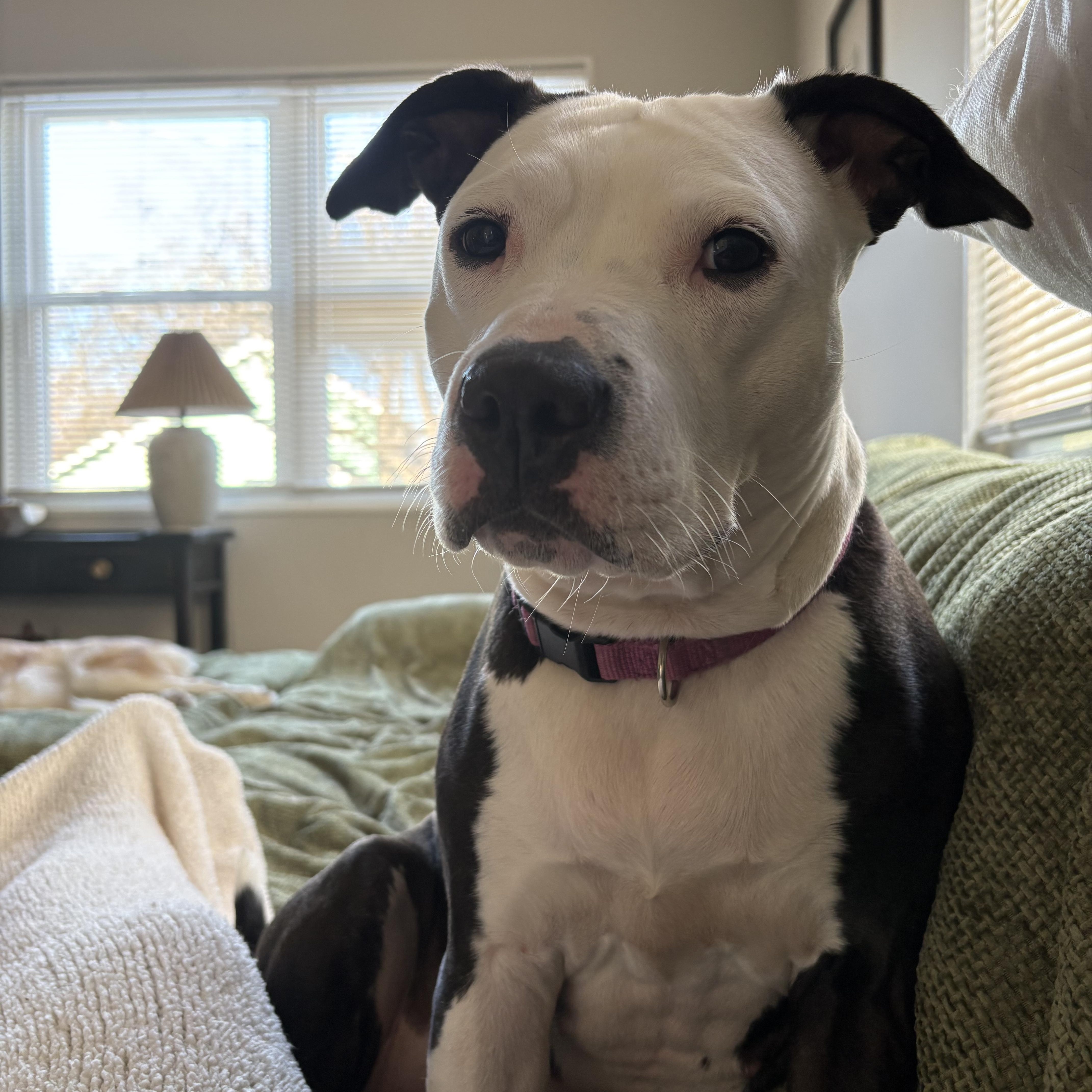 Enlarge Violet, a Adoptable mixed breed in Alexandria, VA image 1/6