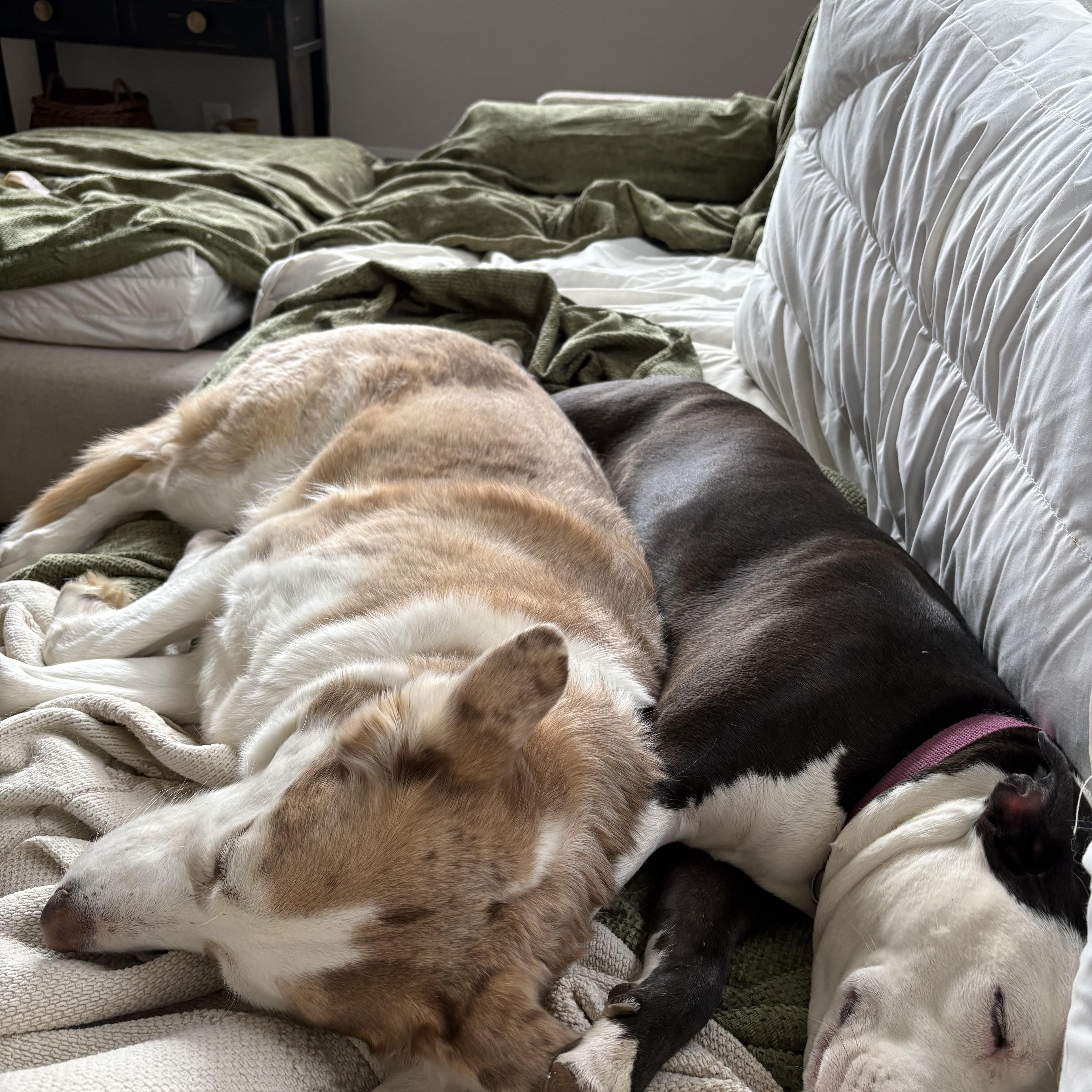 Enlarge Violet, a Adoptable mixed breed in Alexandria, VA image 6/6