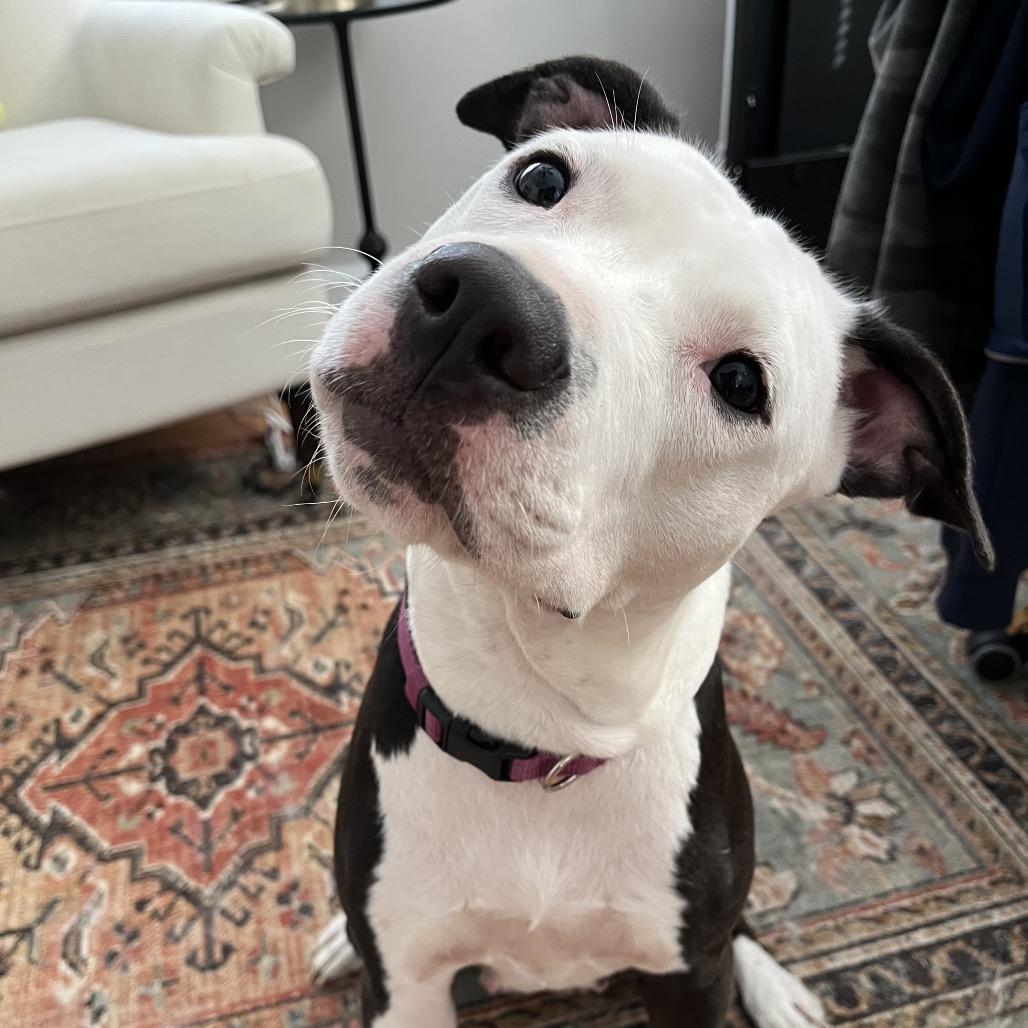 Violet, a Adoptable mixed breed in Alexandria, VA image 1/6