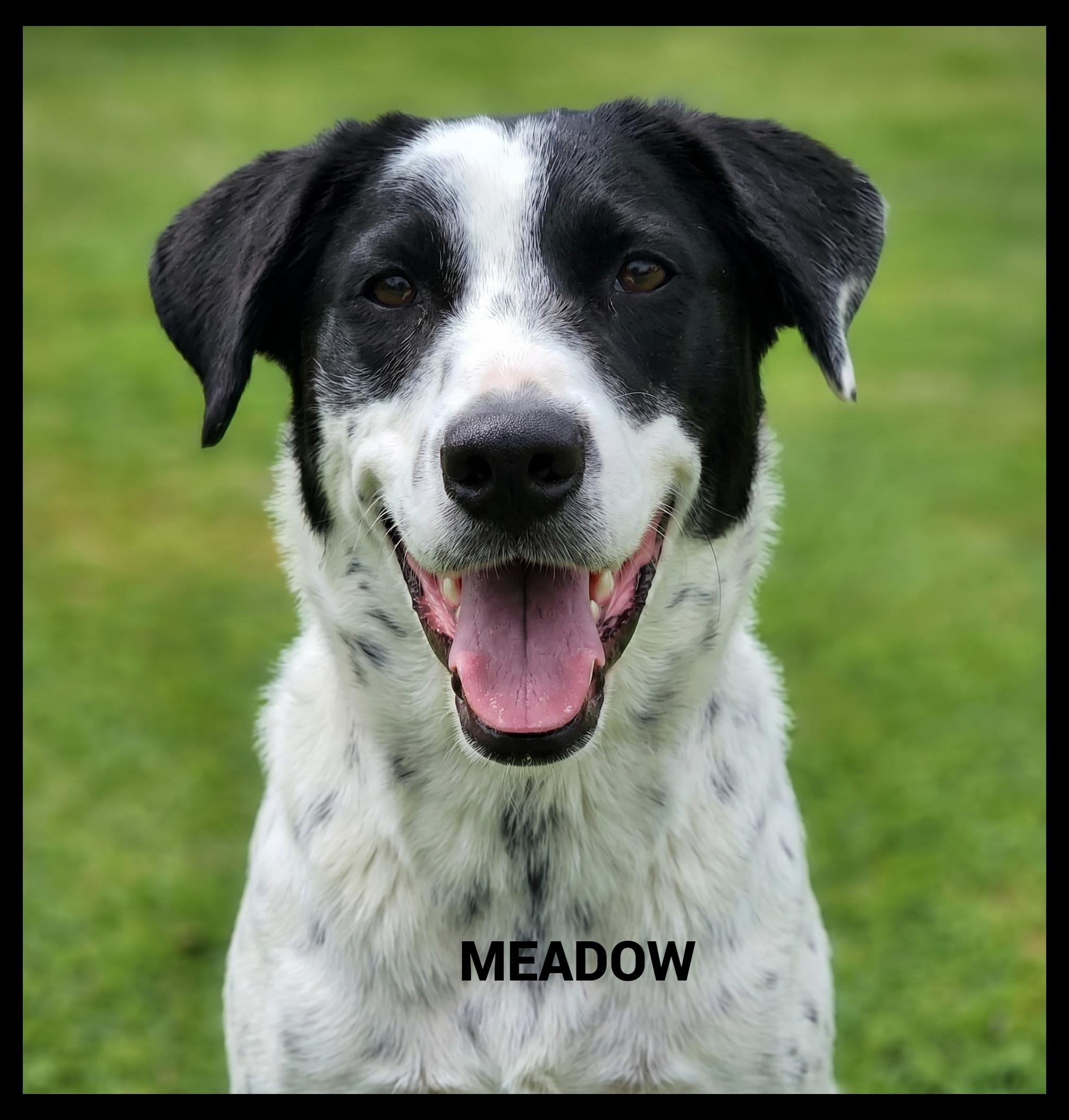 Meadow, adopted, Adult Female Setter.