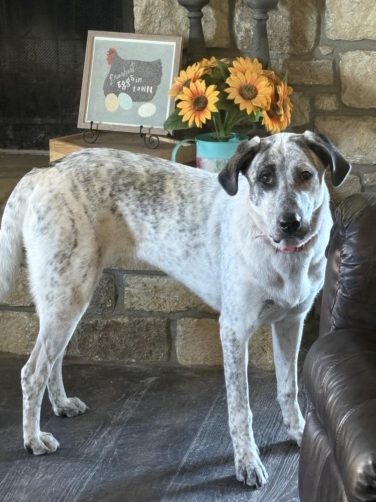 Marley Jo, Adoptable, Adult Female Anatolian Shepherd.