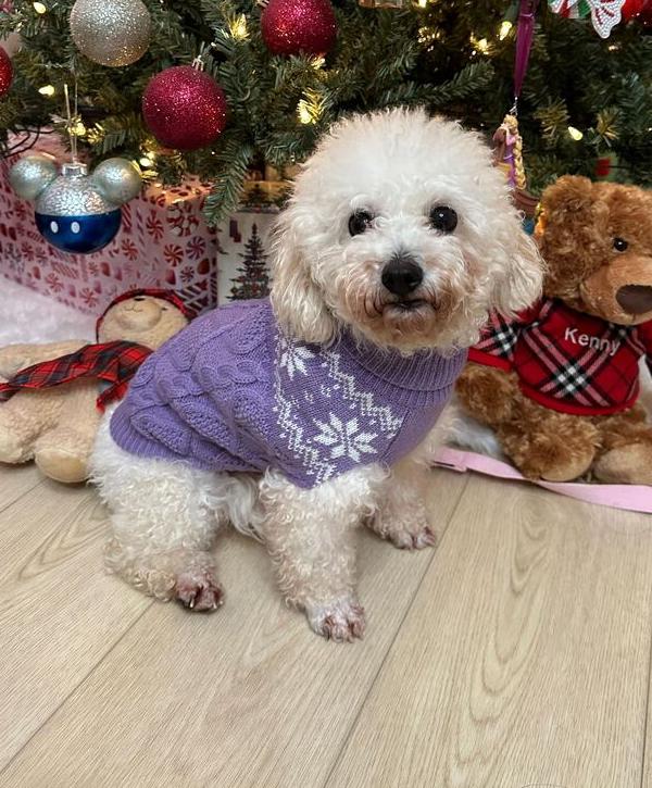 Malego, a Adoptable Poodle in Long Island City, NY image 1/6
