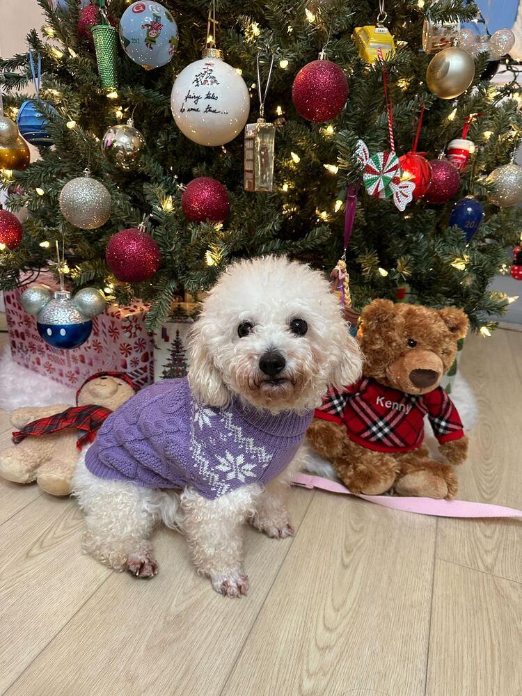 Malego, a Adoptable Poodle in Long Island City, NY image 2/6