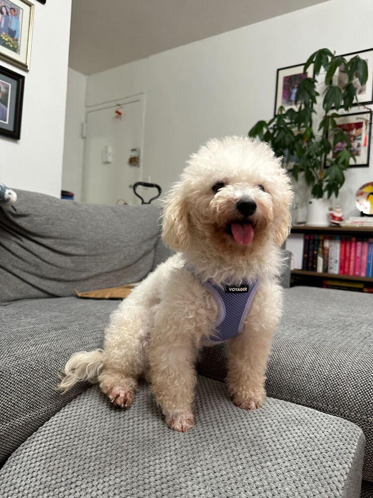 Malego, a Adoptable Poodle in Long Island City, NY image 3/6