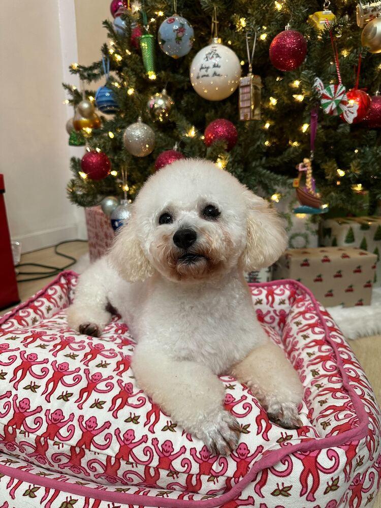 Enlarge Malego, a Adoptable Poodle in Long Island City, NY image 3/6