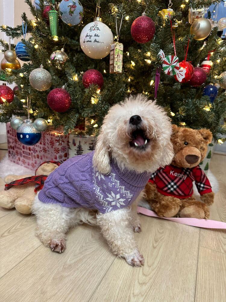 Malego, a Adoptable Poodle in Long Island City, NY image 4/6