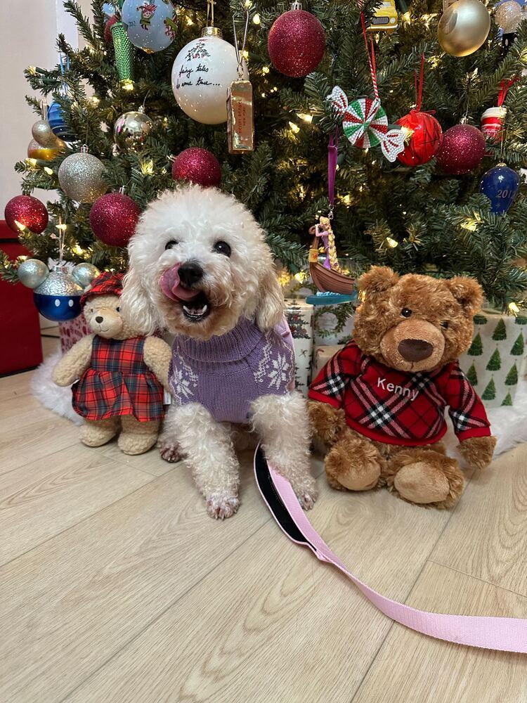 Malego, a Adoptable Poodle in Long Island City, NY image 5/6