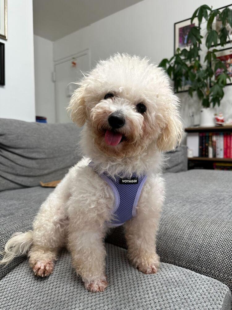 Malego, a Adoptable Poodle in Long Island City, NY image 6/6