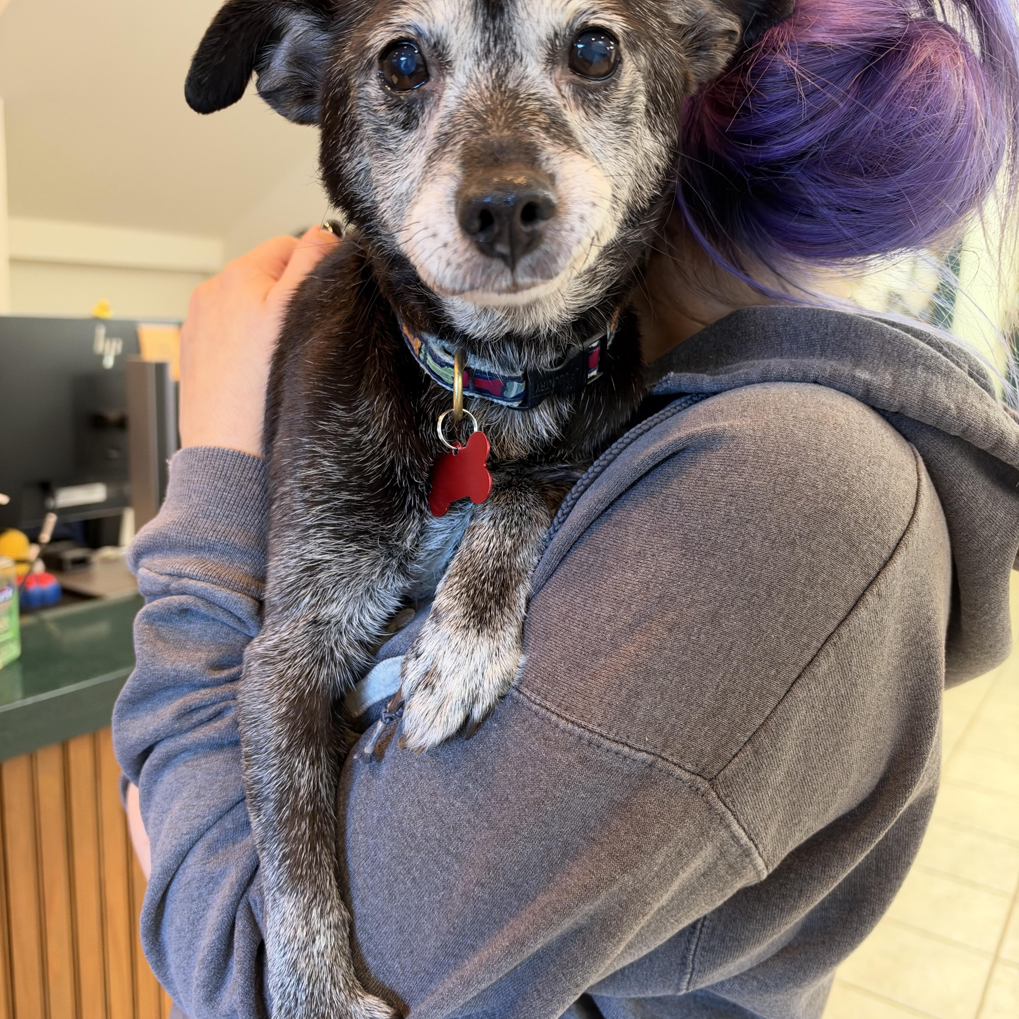 Enlarge Tiny Hunter, a Adoptable Mixed Breed in Stamford, CT image 3/6