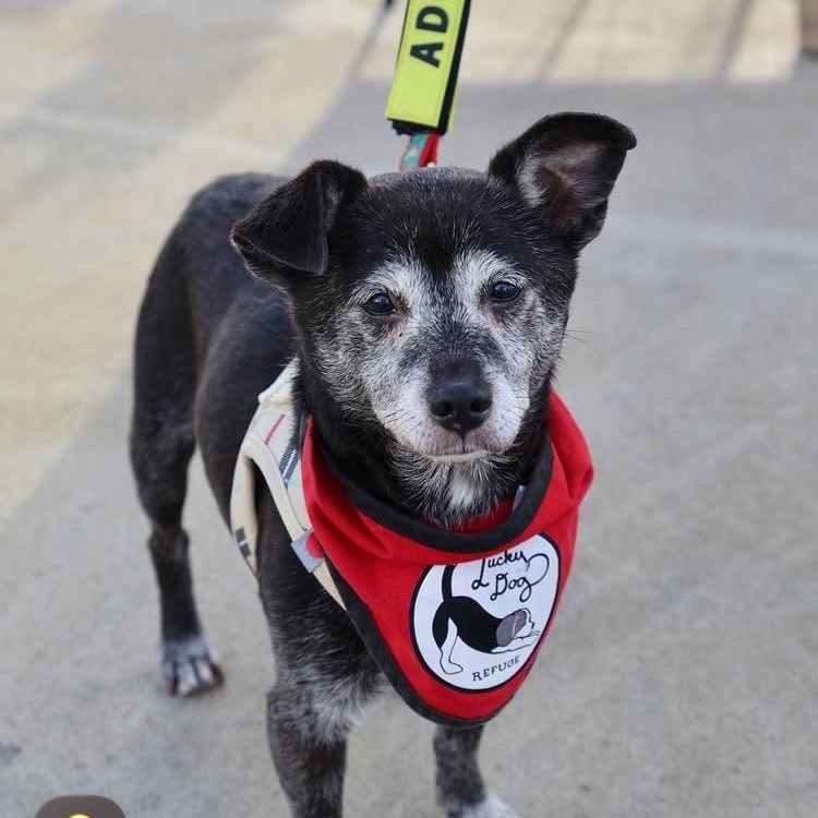 Enlarge Tiny Hunter, a Adoptable Mixed Breed in Stamford, CT image 1/6