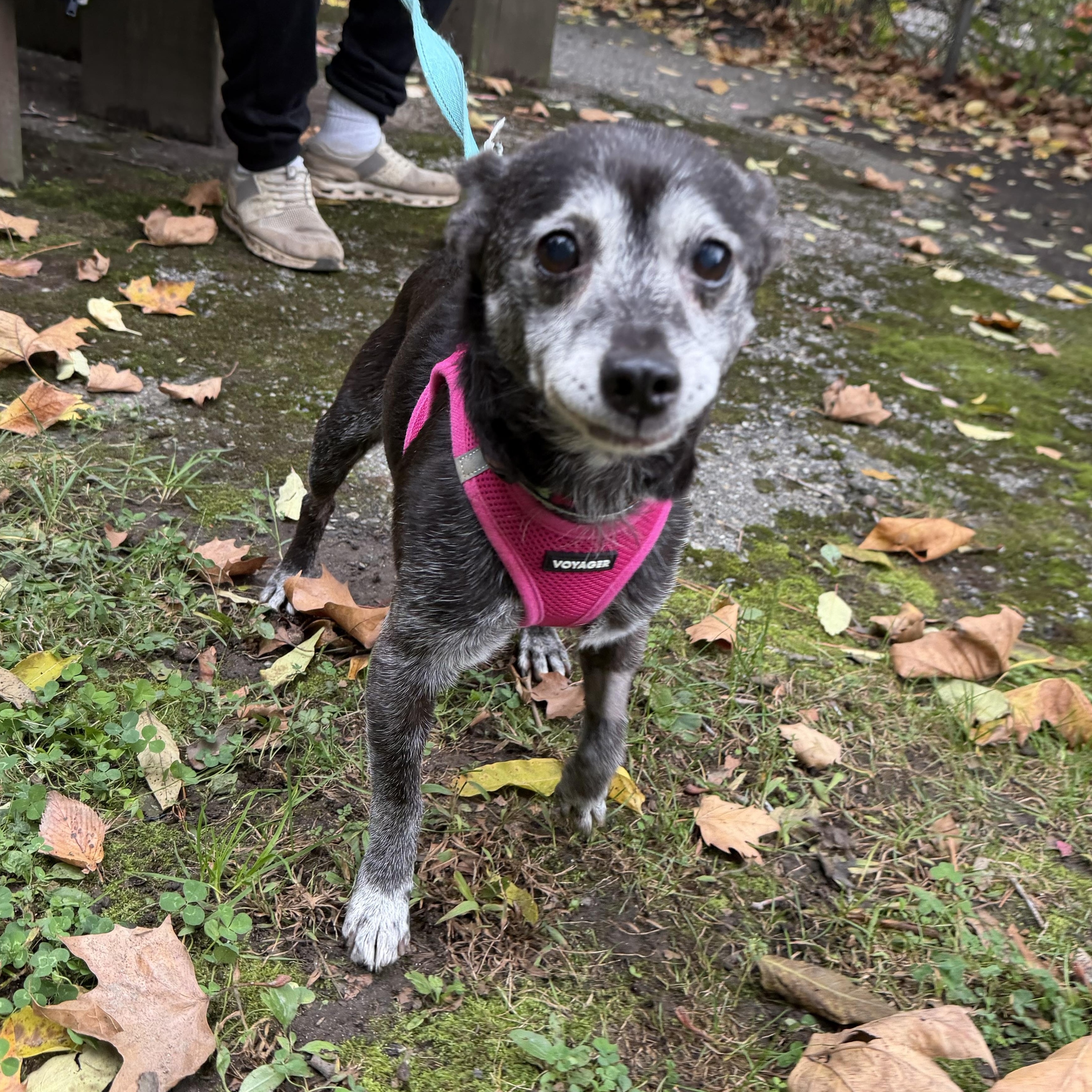 Enlarge Tiny Hunter, a Adoptable Mixed Breed in Stamford, CT image 2/6