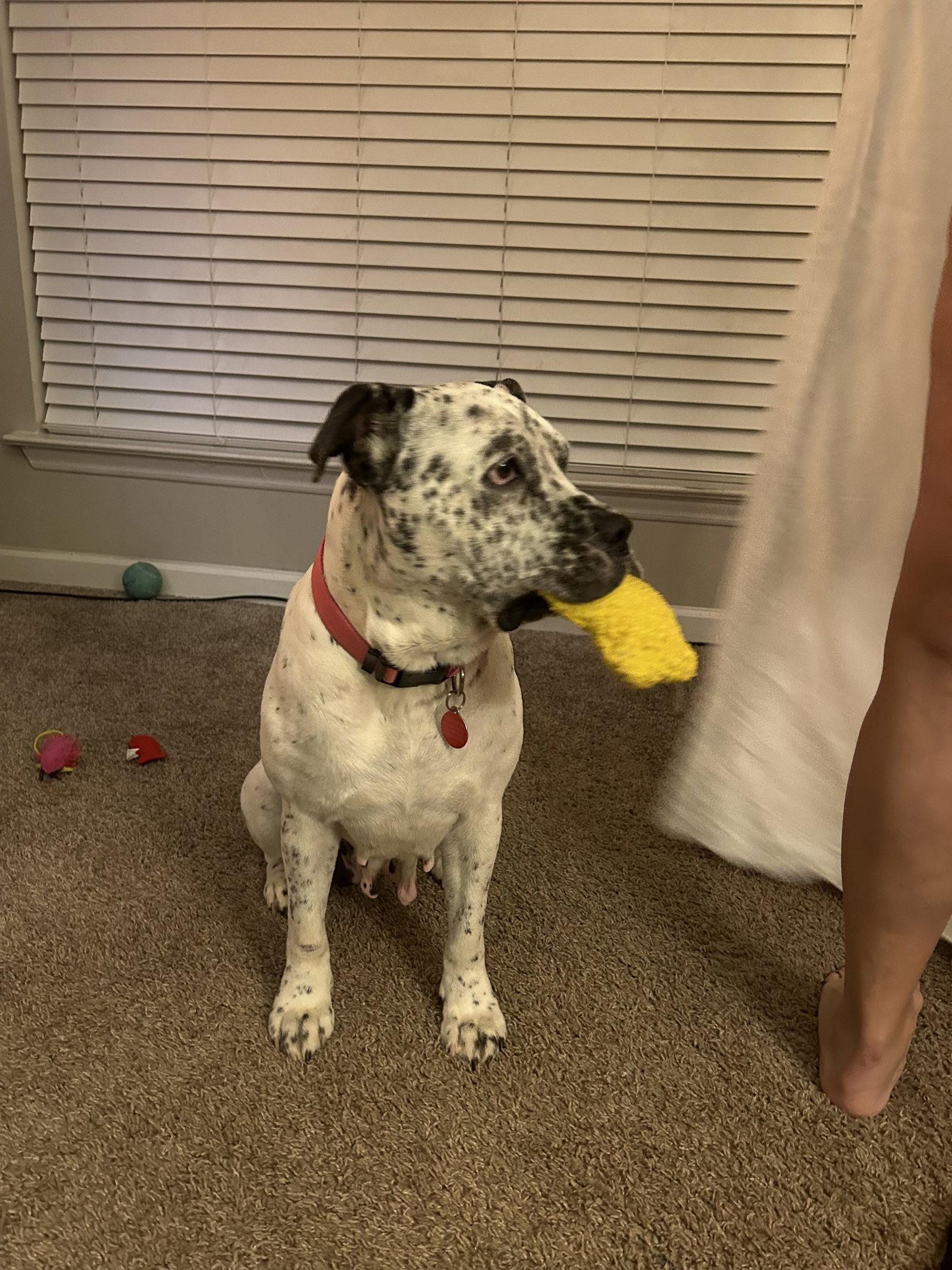 Pointer Poppy, Adoptable, Adult Female Pointer & Terrier.