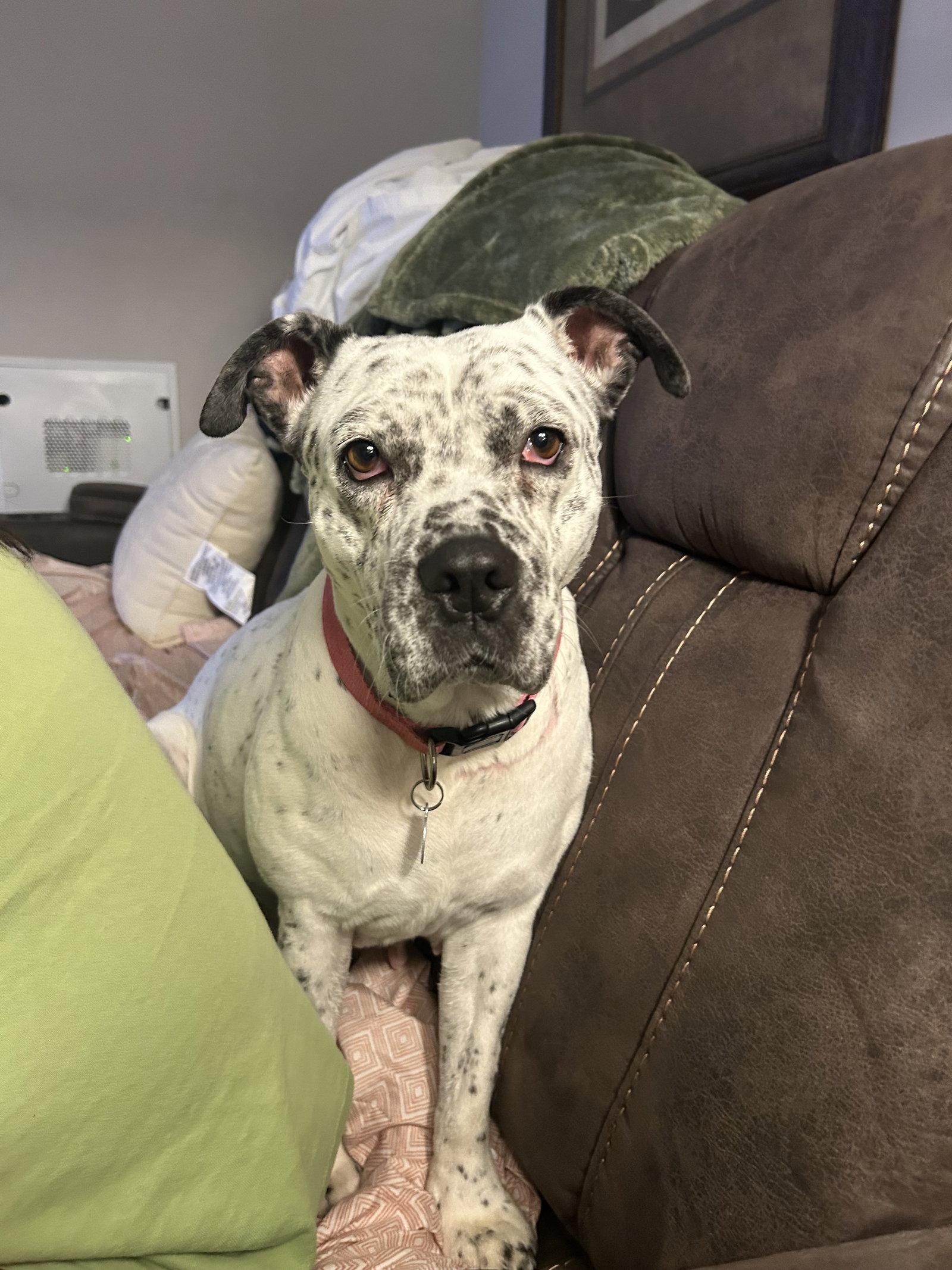 Enlarge Pointer Poppy, a Adoptable mixed breed in Cary, NC image 3/3