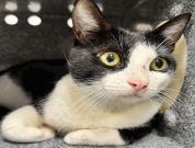 Blackjack, Adoptable, Adult Male Domestic Short Hair & Domestic Short Hair.
