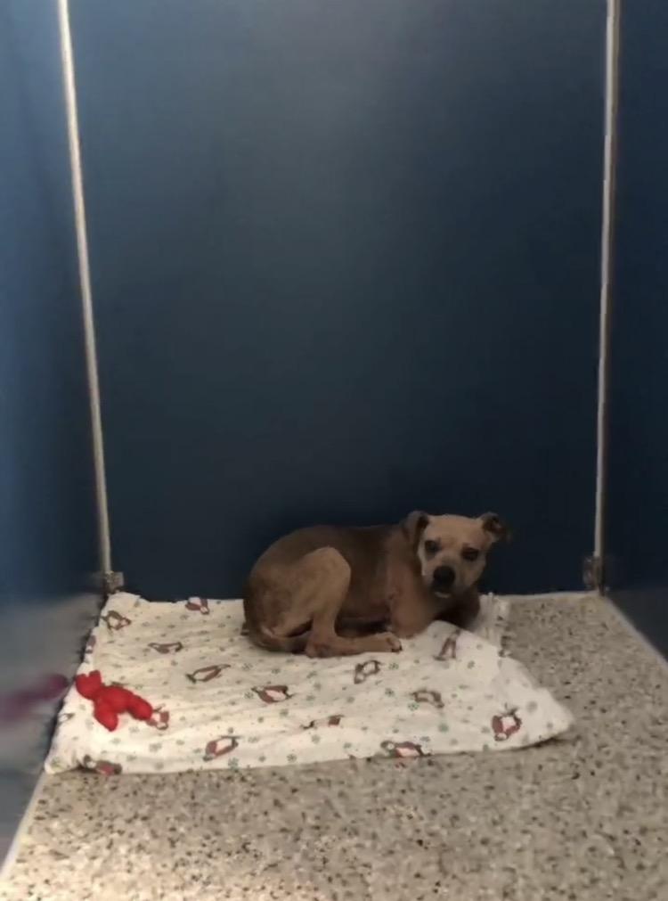 Enlarge Jiffy, a Adoptable mixed breed in Port Huron, MI image 6/6