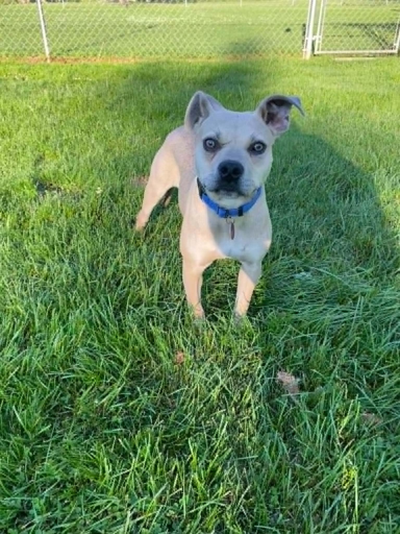 Enlarge Jiffy, a Adoptable mixed breed in Port Huron, MI image 1/6