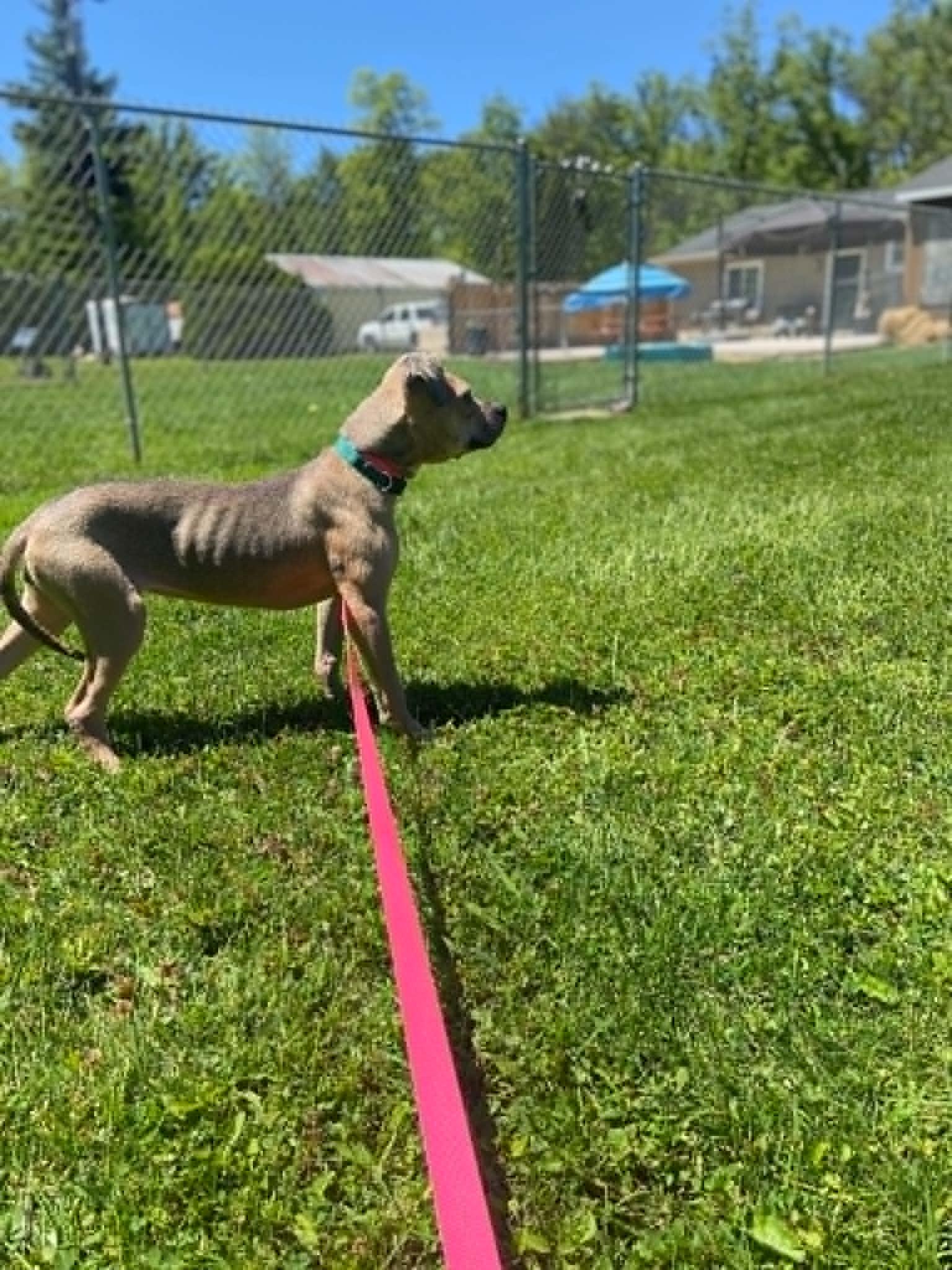 Enlarge Jiffy, a Adoptable mixed breed in Port Huron, MI image 5/6