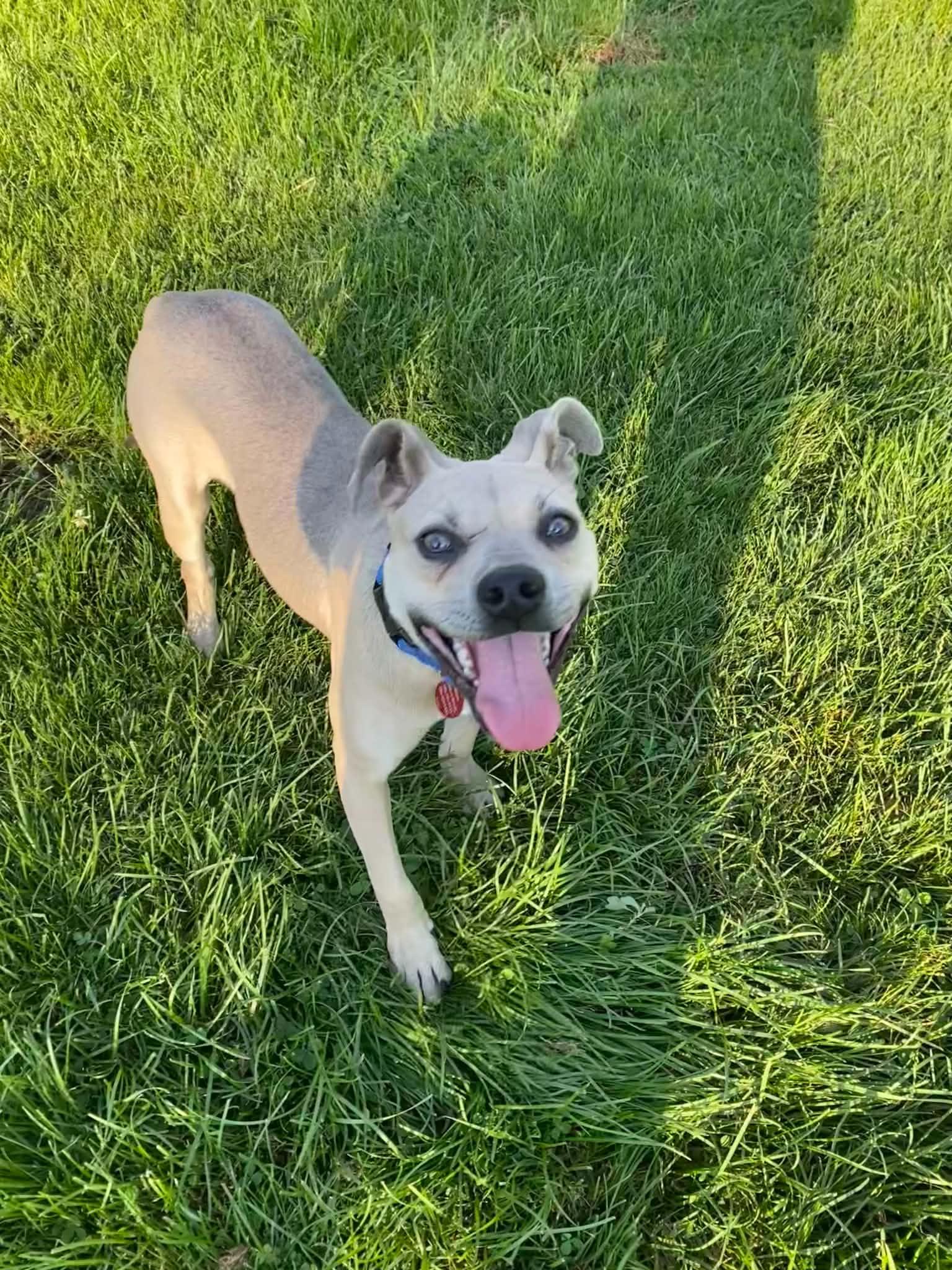 Enlarge Jiffy, a Adoptable mixed breed in Port Huron, MI image 2/6