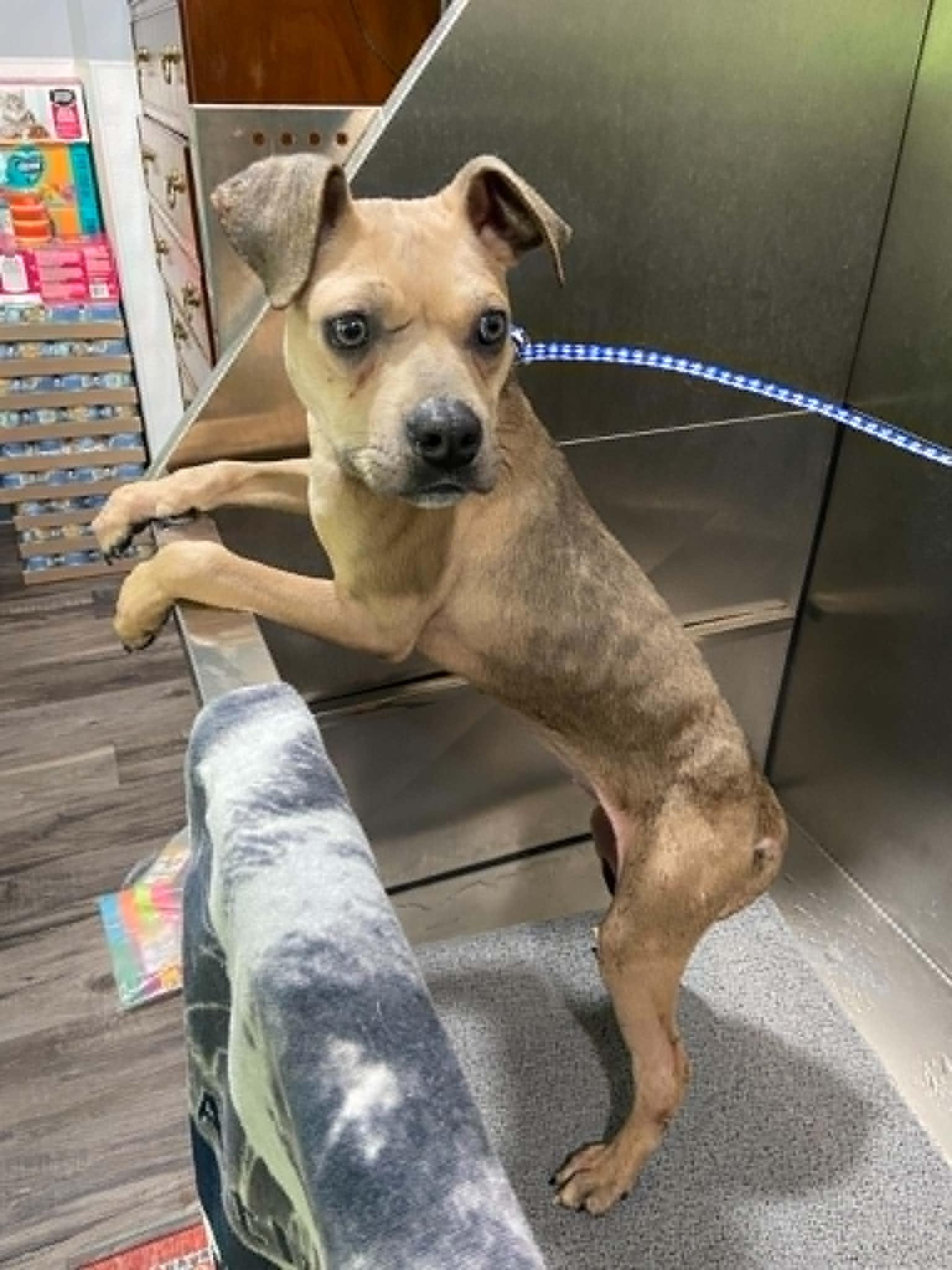 Enlarge Jiffy, a Adoptable mixed breed in Port Huron, MI image 3/6