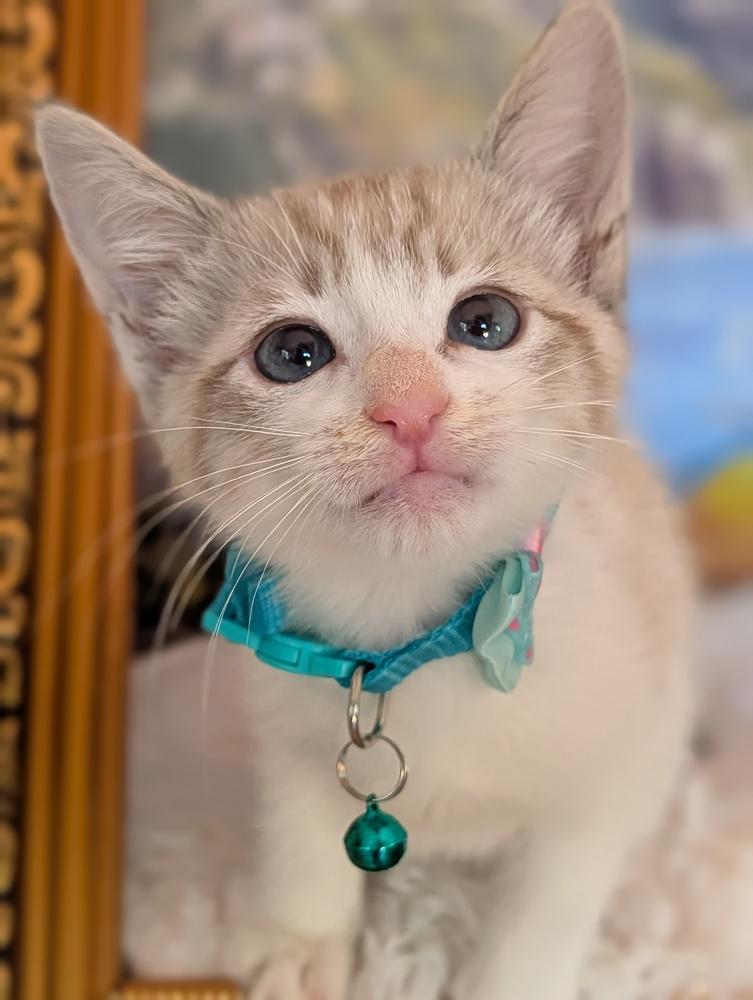 Trunks, Adoptable, Kitten Male Siamese & Tabby.