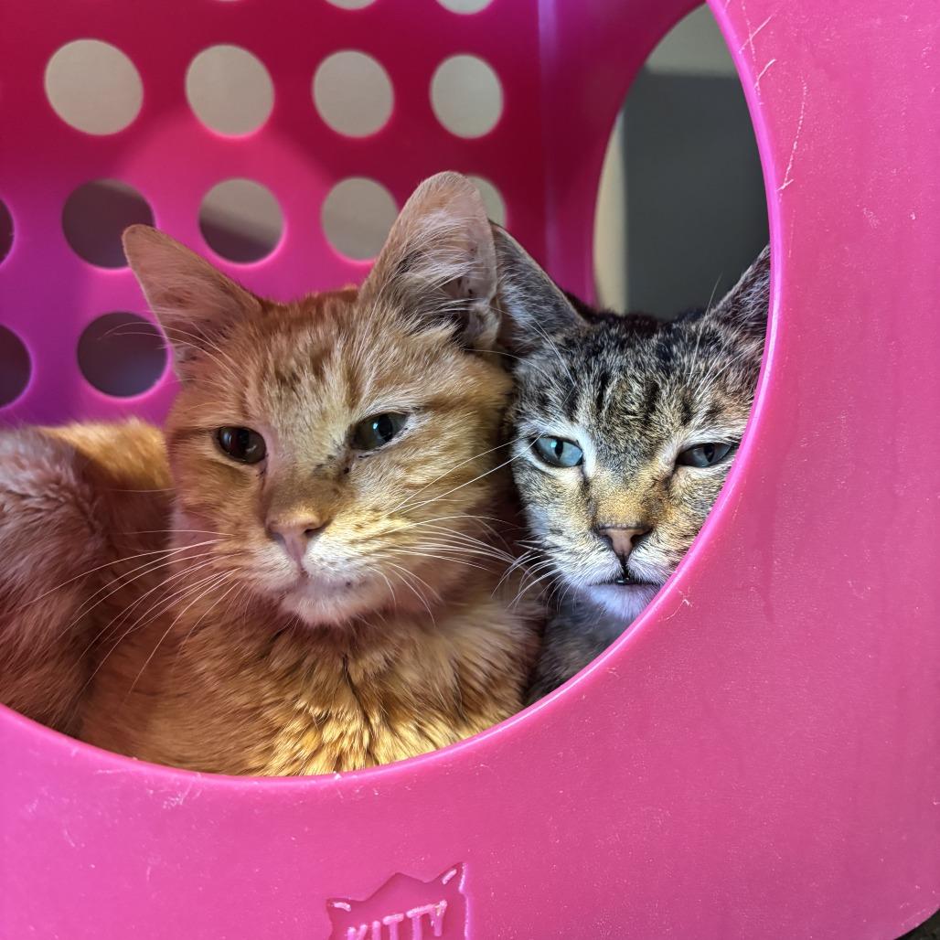 Street Cred Red — thumbnail 3