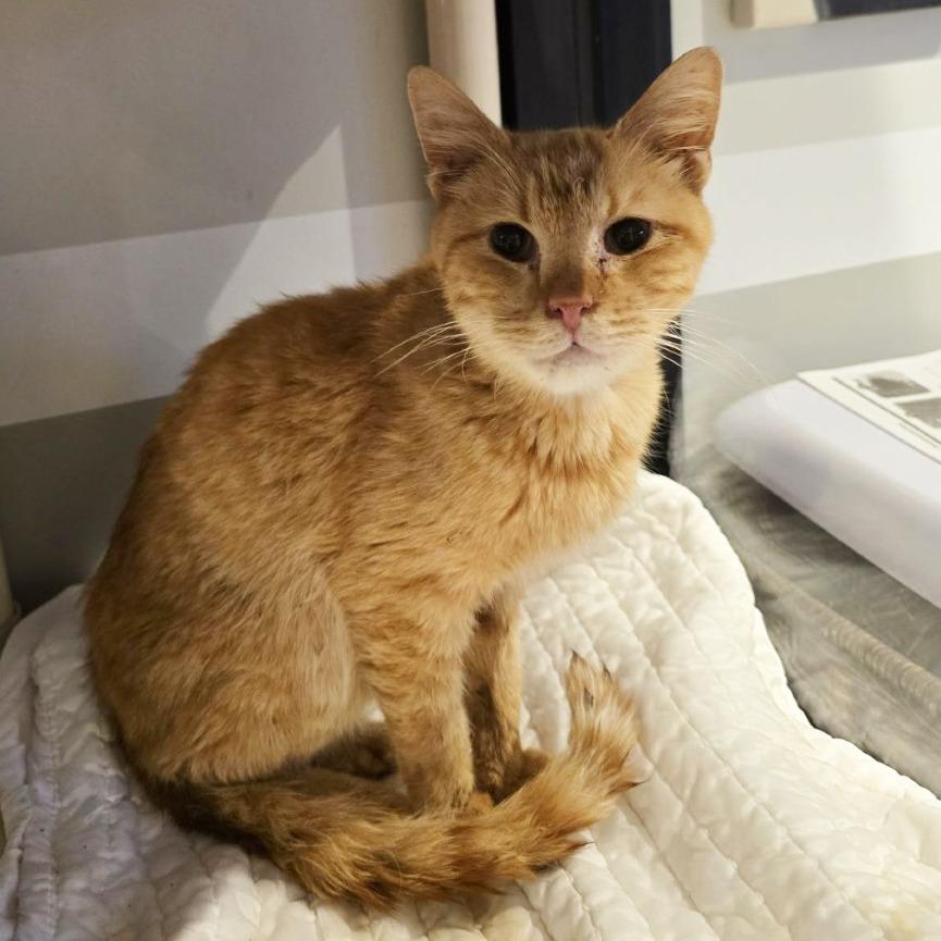 Street Cred Red — thumbnail 5