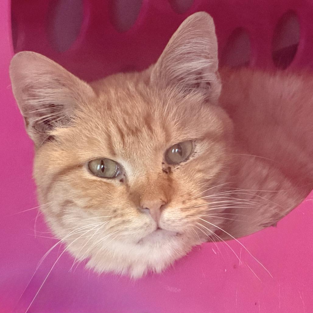 Street Cred Red — thumbnail 6