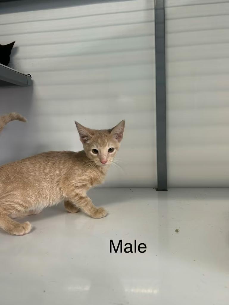Tobias, Adoptable, Kitten Male Domestic Short Hair.
