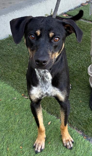 Enlarge Jojo, an adopted mixed breed in Canoga Park, CA image 2/3