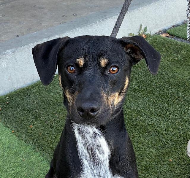 Enlarge Jojo, an adopted mixed breed in Canoga Park, CA image 1/3