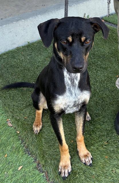 Enlarge Jojo, an adopted mixed breed in Canoga Park, CA image 3/3