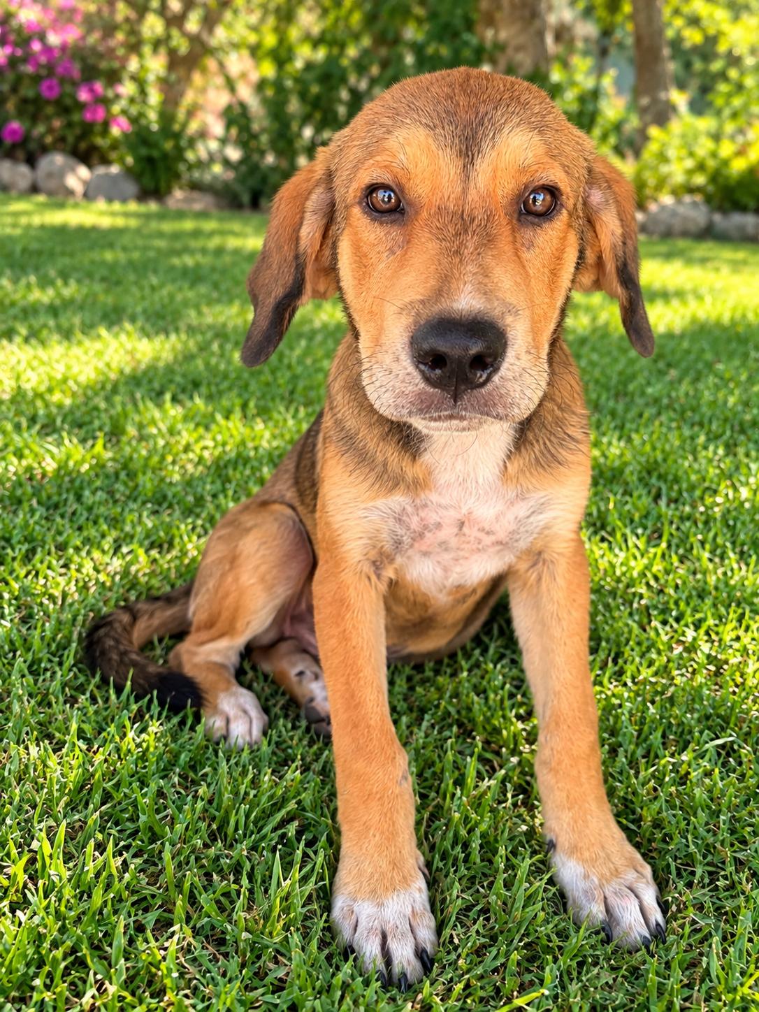 Enlarge Redd, a Adoptable mixed breed in Eau Claire, WI image 3/4