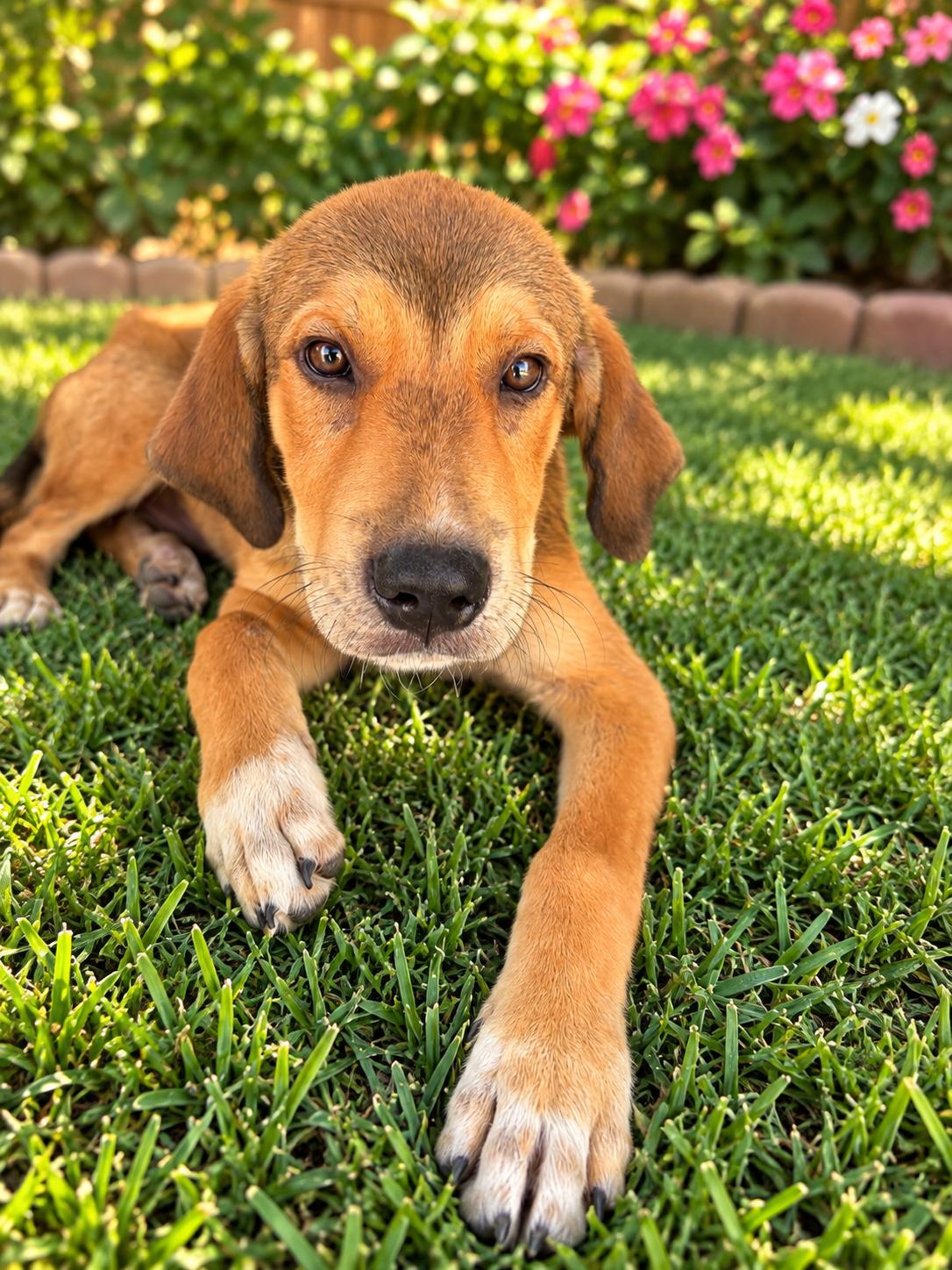 Enlarge Redd, a Adoptable mixed breed in Eau Claire, WI image 2/4