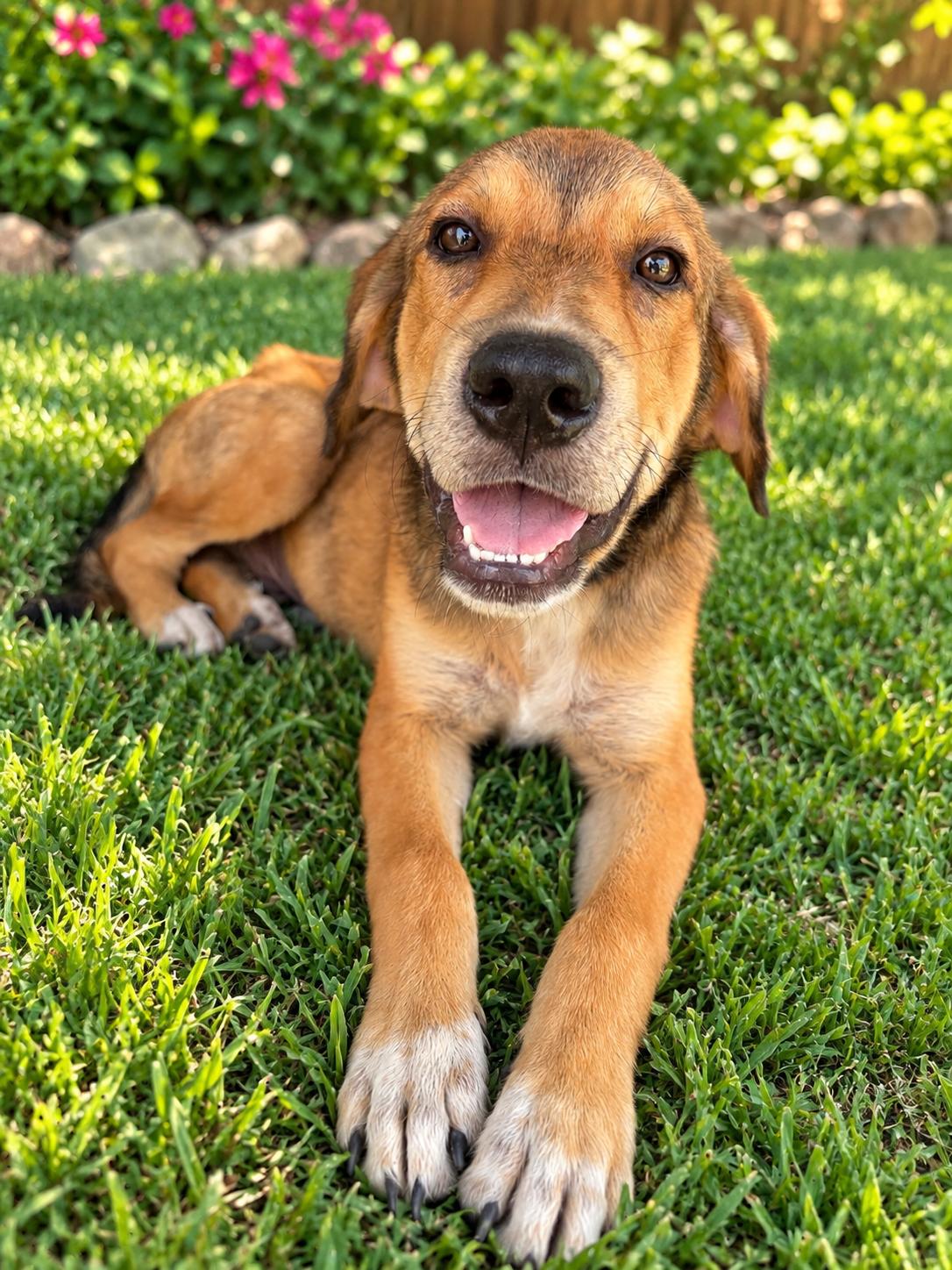 Enlarge Redd, a Adoptable mixed breed in Eau Claire, WI image 1/4