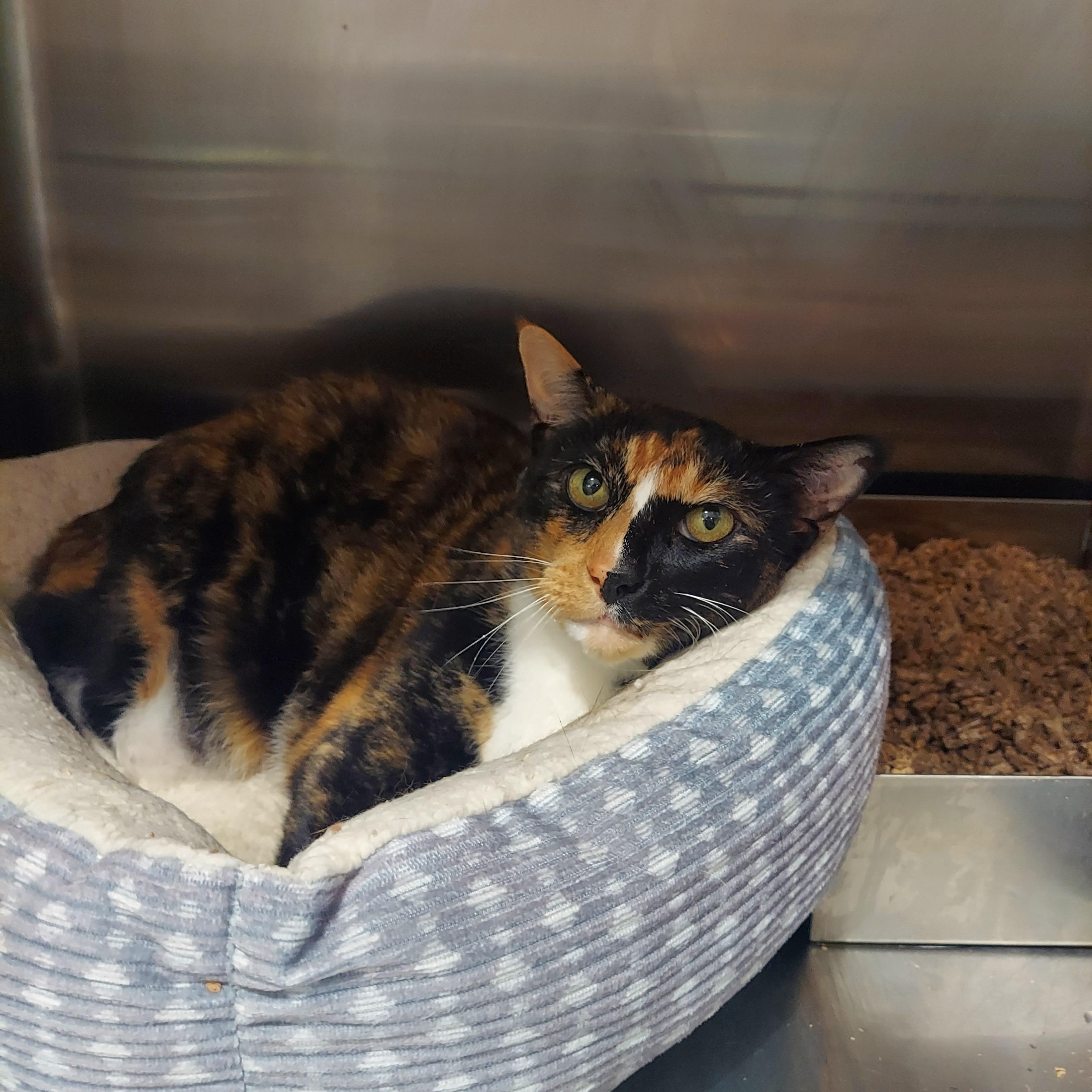 53, ADOPTABLE, Adult Female Calico & Tortoiseshell.