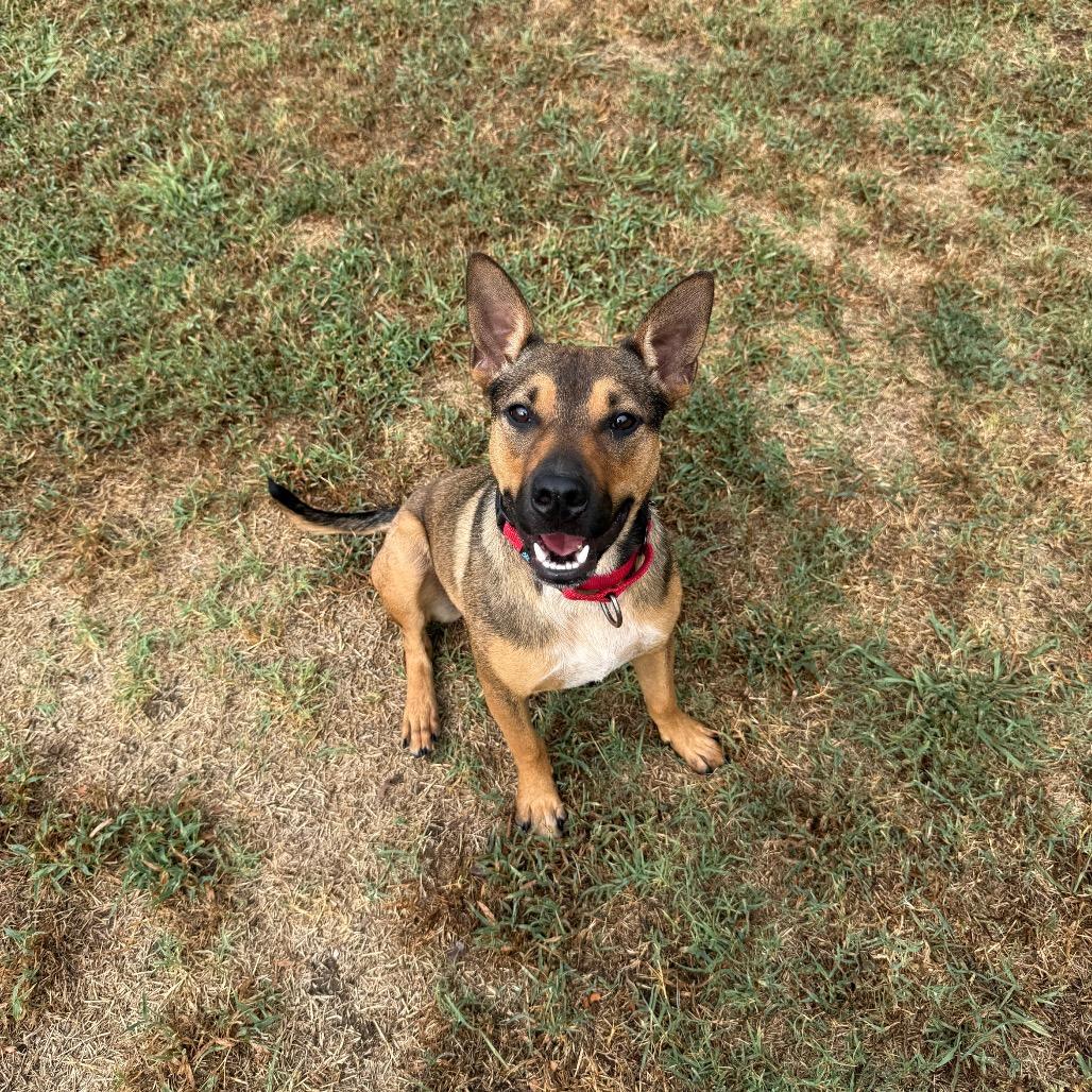 Enlarge Lenny, a Adoptable mixed breed in Tulsa, OK image 1/6