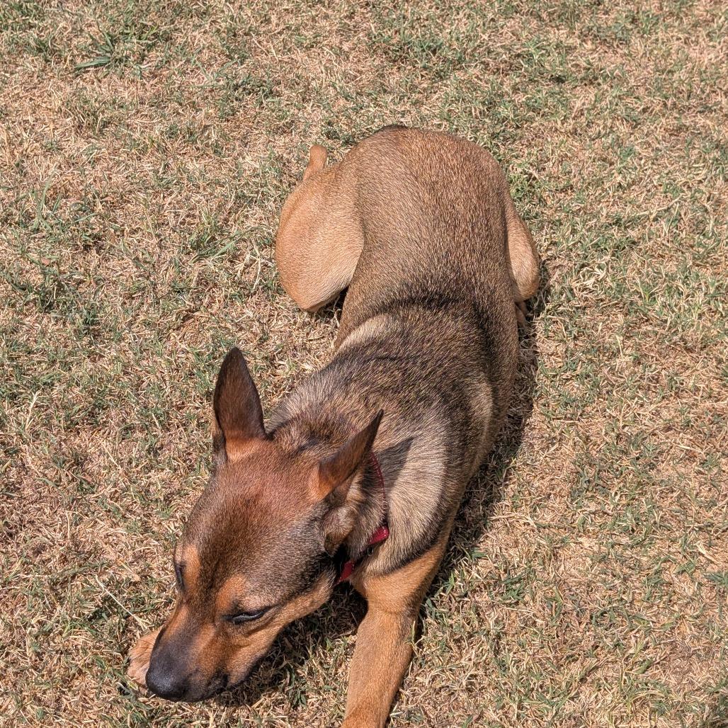 Enlarge Lenny, a Adoptable mixed breed in Tulsa, OK image 2/6
